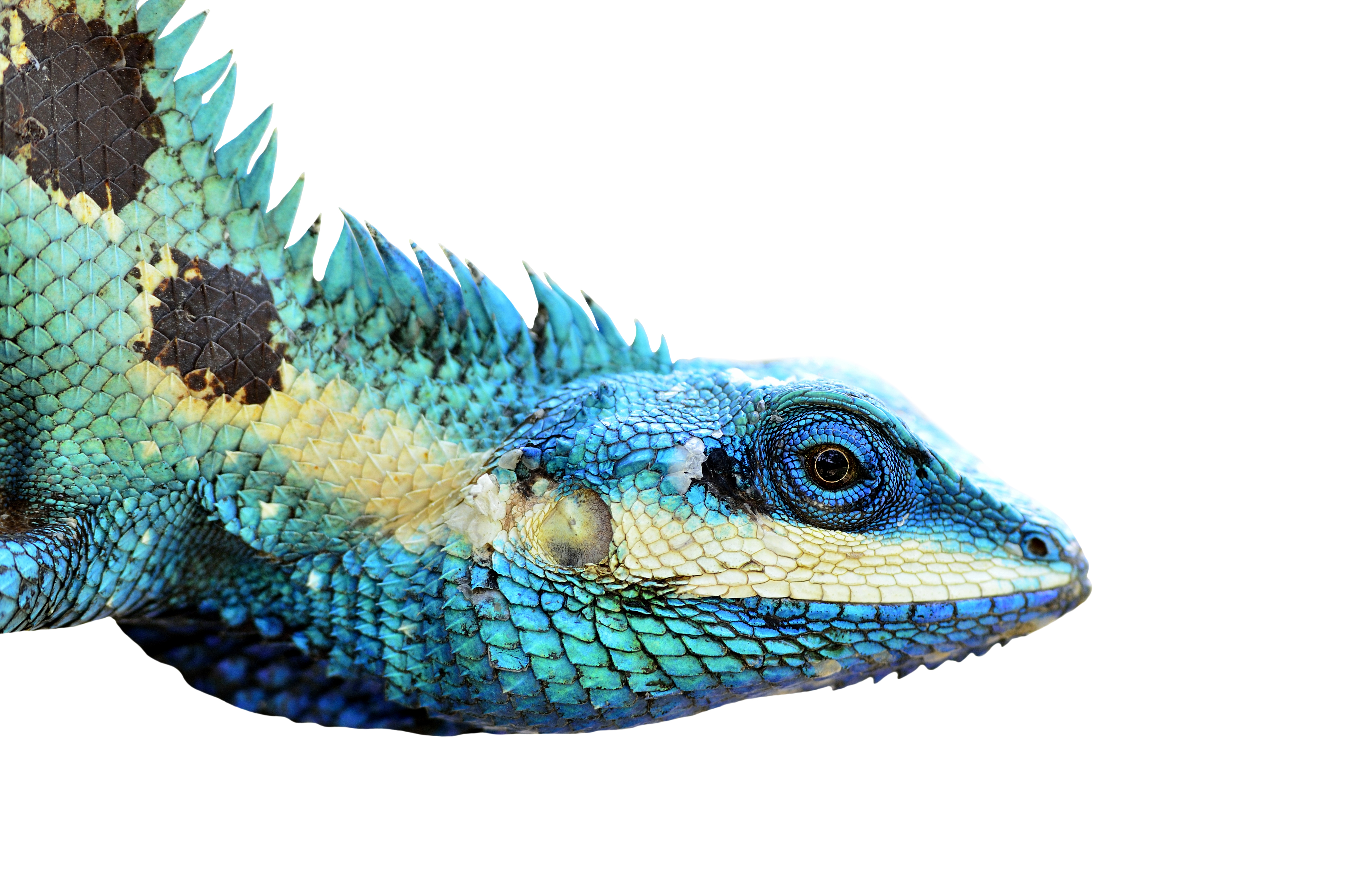 Download mobile wallpaper Lizard, Reptiles, Animal for free.