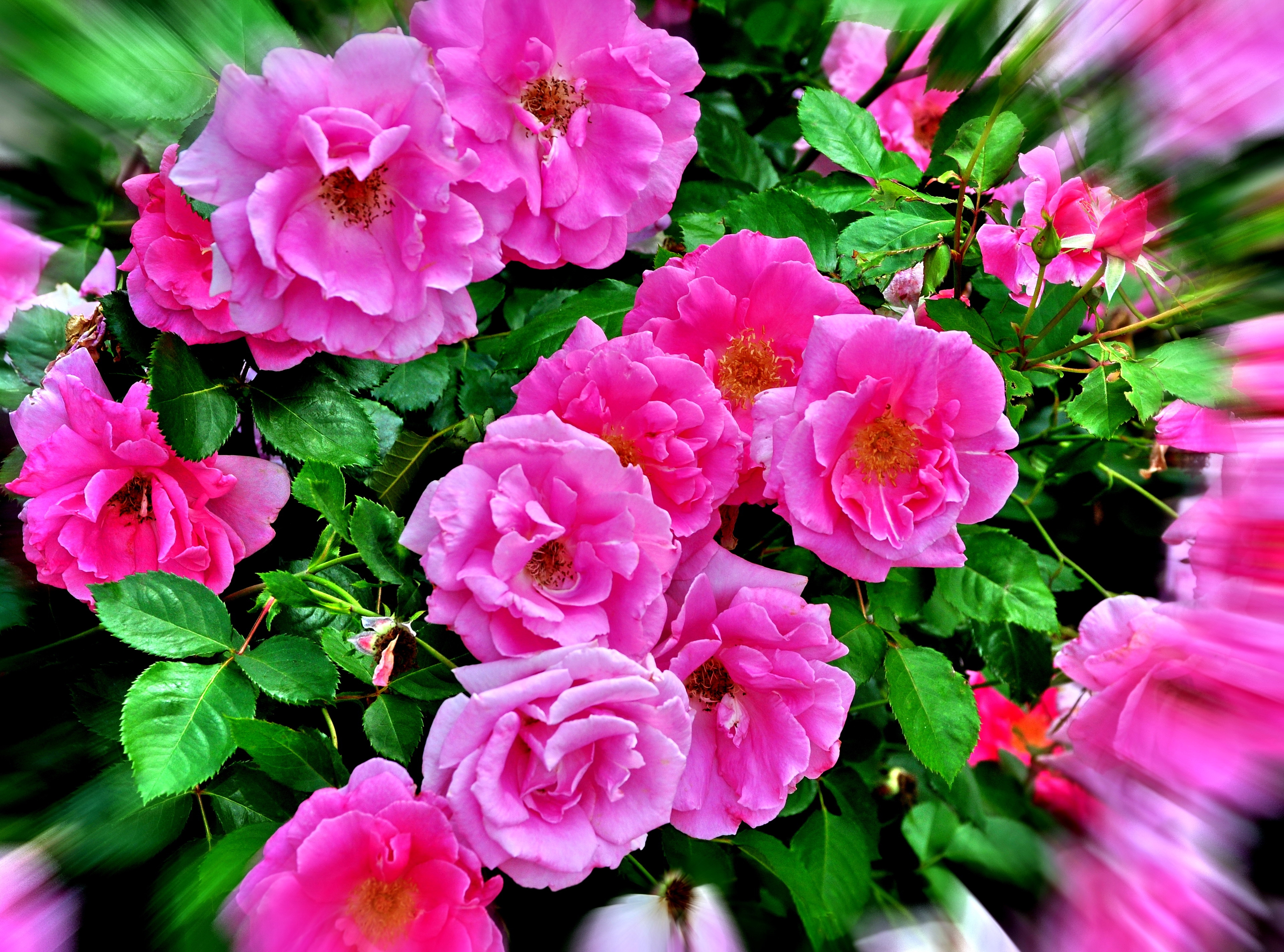 Handy-Wallpaper Natur, Blumen, Blume, Rose, Erde/natur, Pinke Blume kostenlos herunterladen.