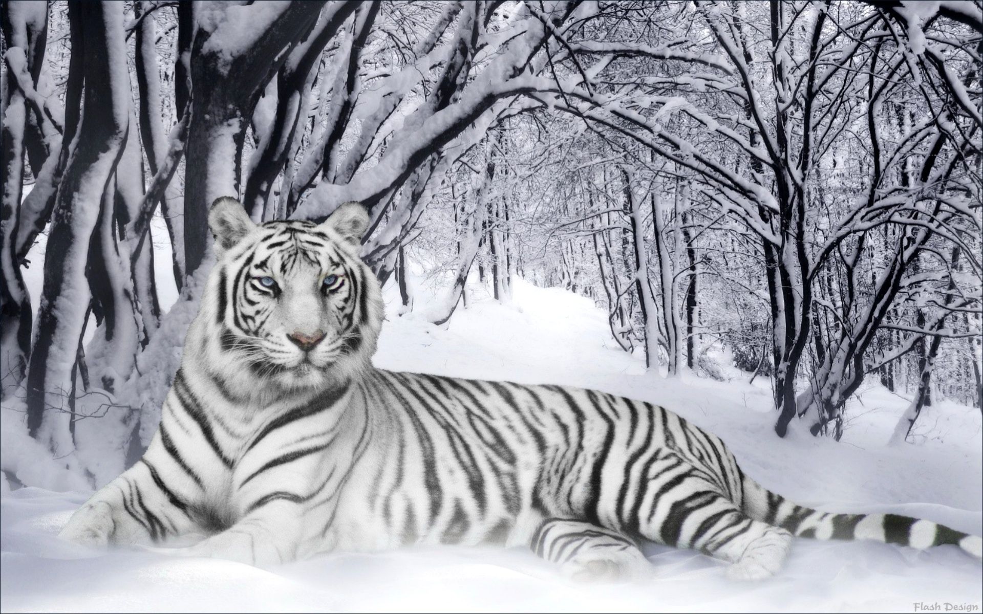 Скачать картинку Животные, Тигр, Белый Тигр в телефон бесплатно.