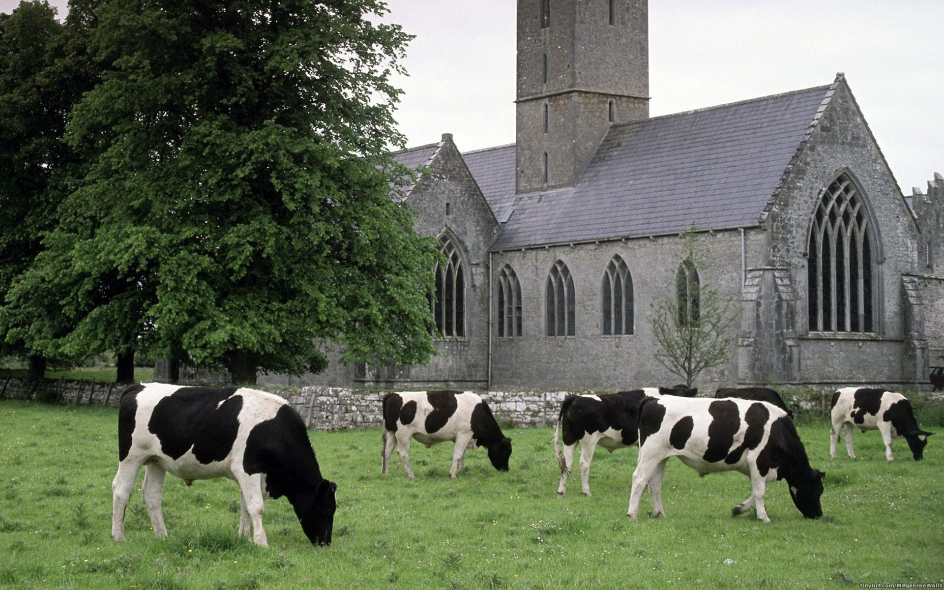 Téléchargez des papiers peints mobile Animaux, Vache, Eglise, Vache Laitière gratuitement.