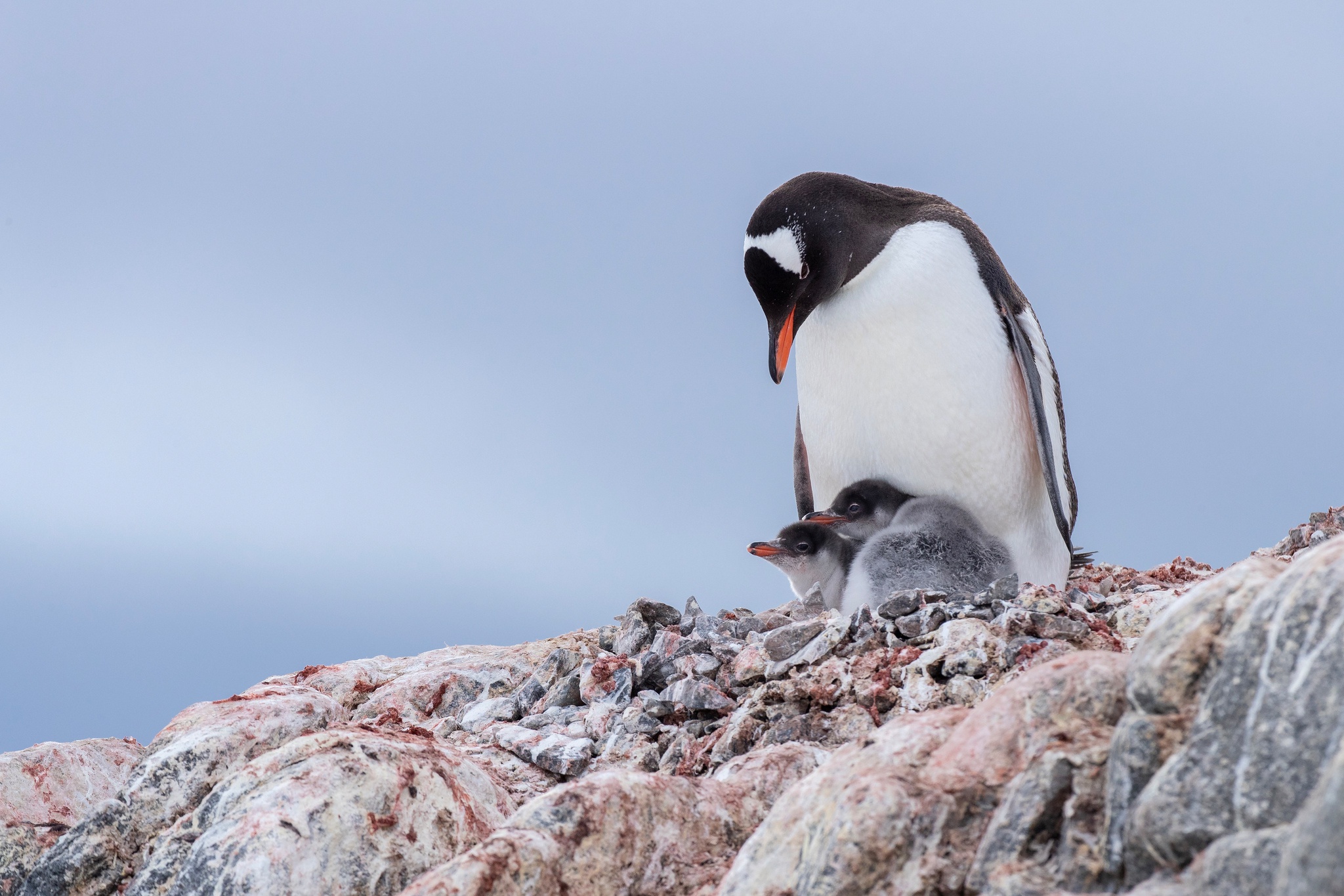 Baixar papel de parede para celular de Animais, Aves, Pinguim, Animal Bebê gratuito.