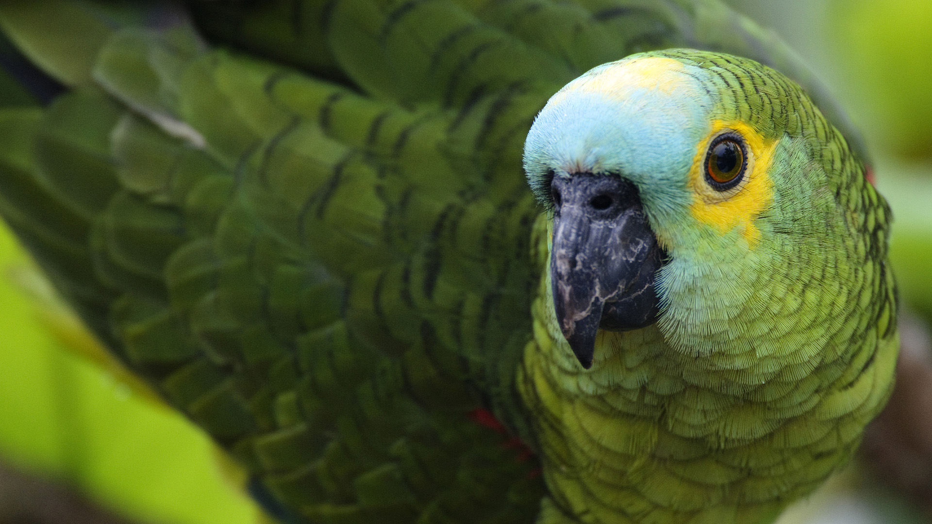 Handy-Wallpaper Papagei, Vögel, Tiere kostenlos herunterladen.