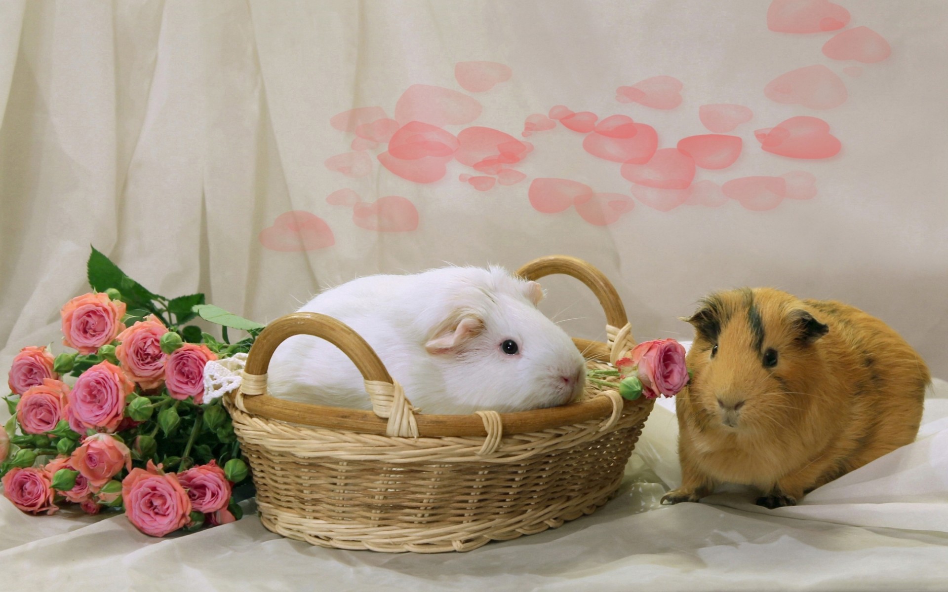 Free download wallpaper Flower, Animal, Basket, Guinea Pig, Rodent on your PC desktop