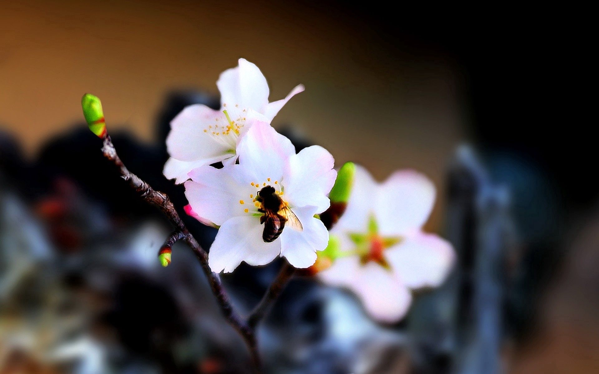 71764 télécharger le fond d'écran fleur, macro, floraison, abeille, pollinisation - économiseurs d'écran et images gratuitement