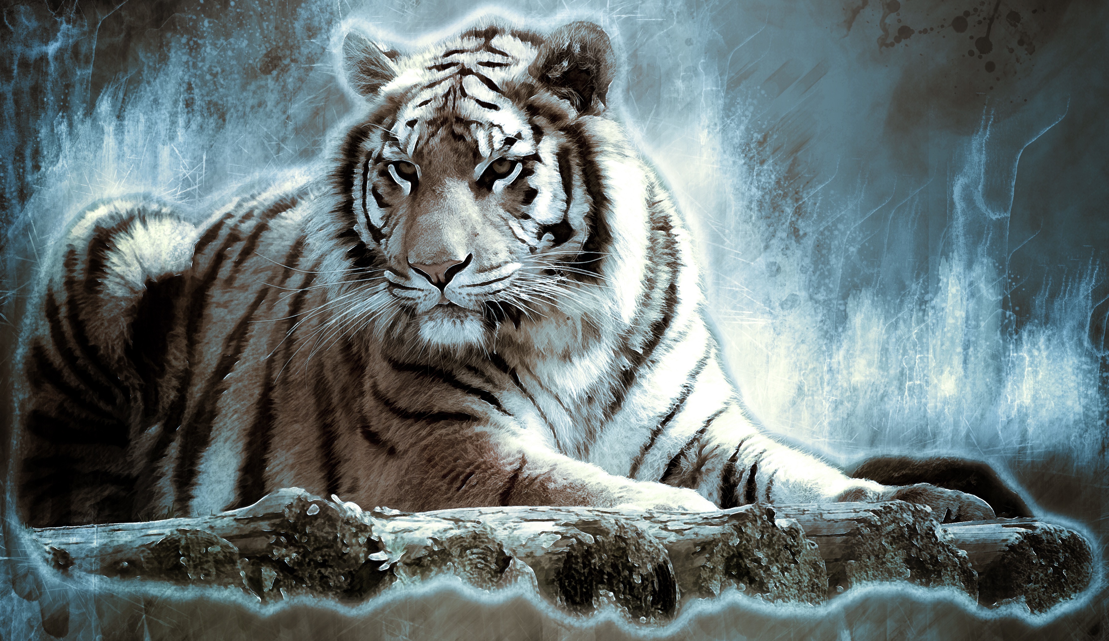 Téléchargez des papiers peints mobile Animaux, Chats, Tigre, Tigre Blanc gratuitement.