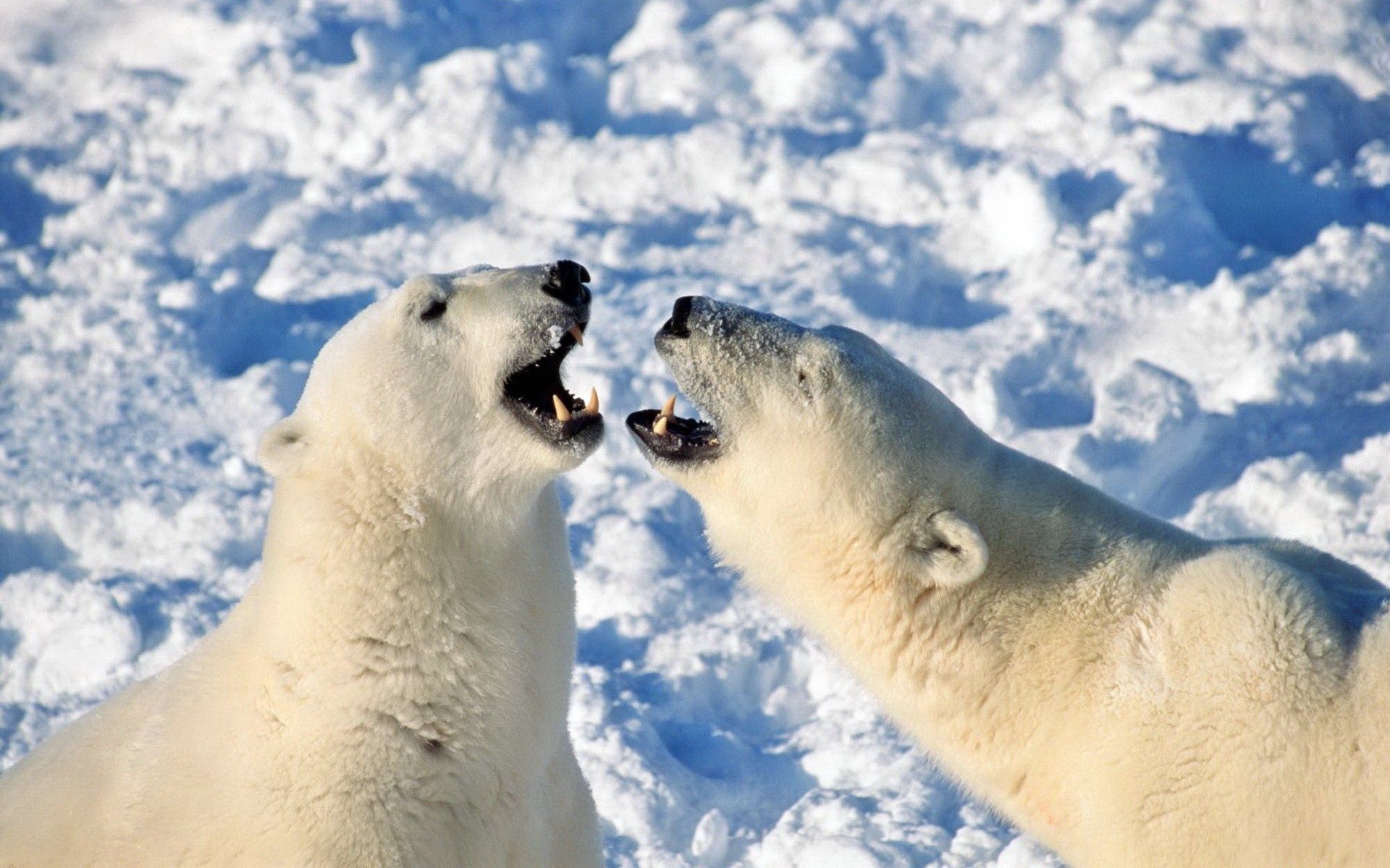 59702 télécharger l'image animaux, neige, coupler, paire, ours, espiègle, enjoué, ours polaire, ours blanc - fonds d'écran et économiseurs d'écran gratuits