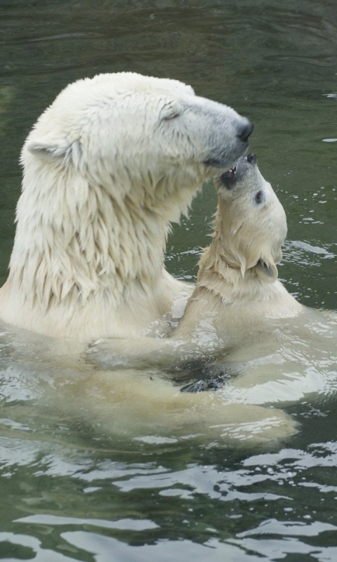 Download mobile wallpaper Water, Bears, Animal, Cute, Polar Bear, Cub for free.