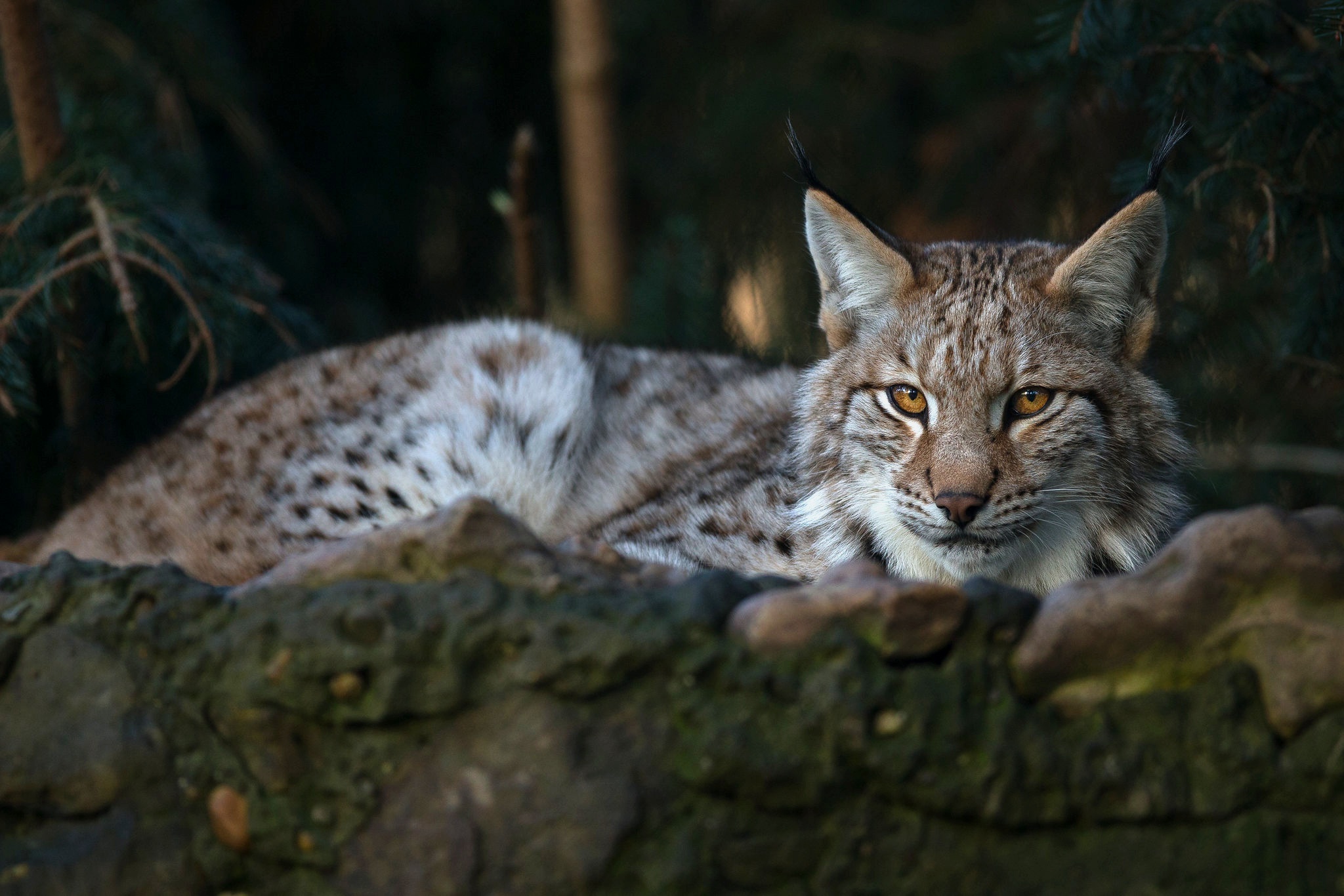 Téléchargez gratuitement l'image Animaux, Chats, Lynx sur le bureau de votre PC