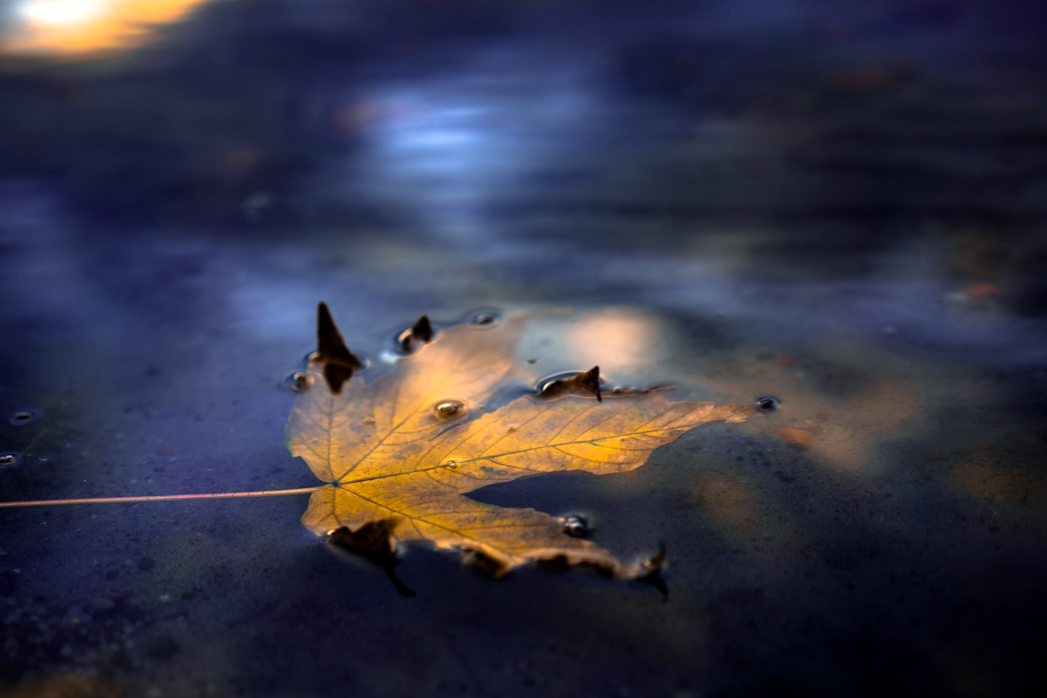 PCデスクトップに自然, 水, 秋, 葉, 地球画像を無料でダウンロード