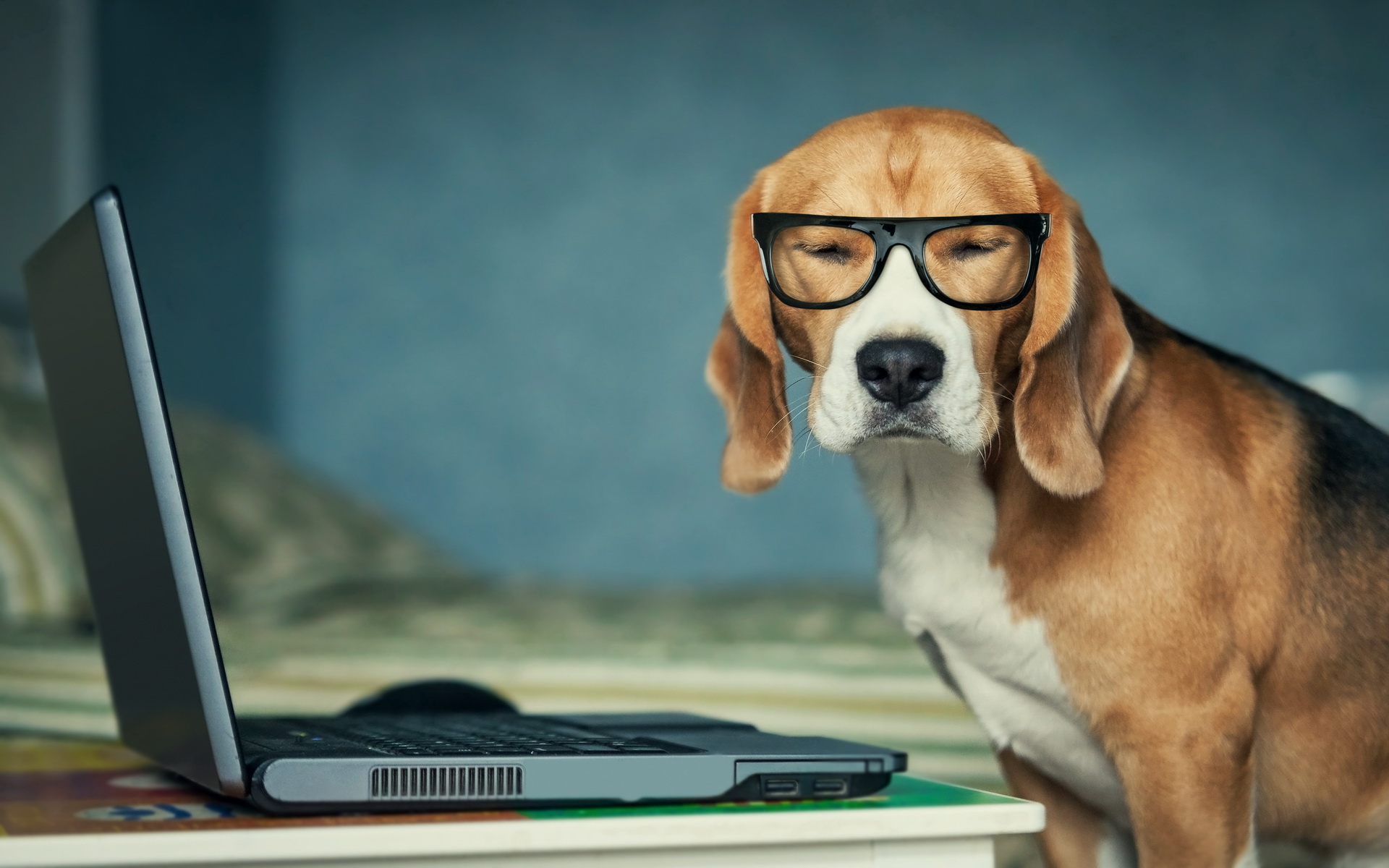 340015 télécharger le fond d'écran animaux, beagle, chiens - économiseurs d'écran et images gratuitement