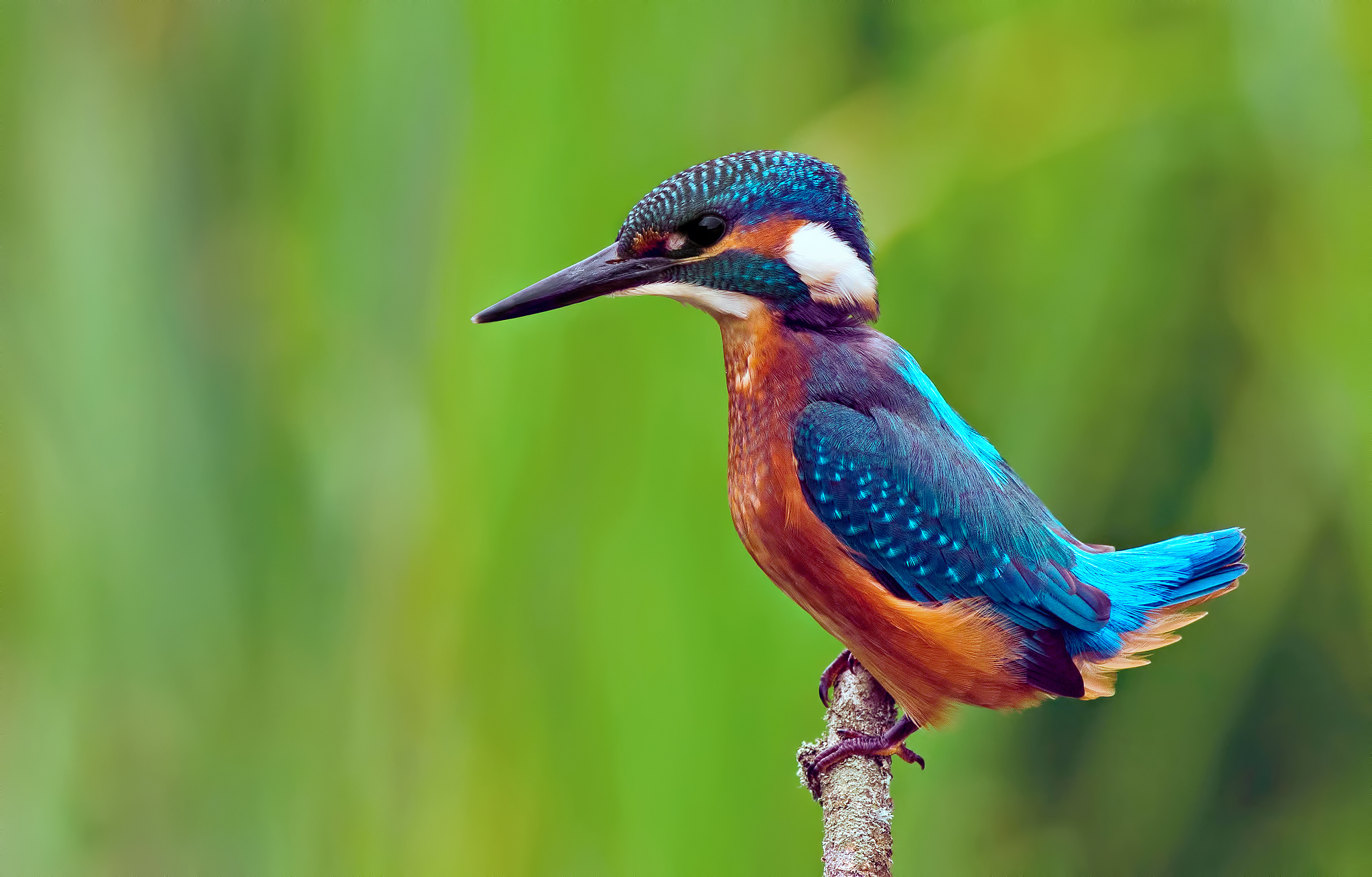 307307 télécharger l'image martin pêcheur, animaux, des oiseaux - fonds d'écran et économiseurs d'écran gratuits