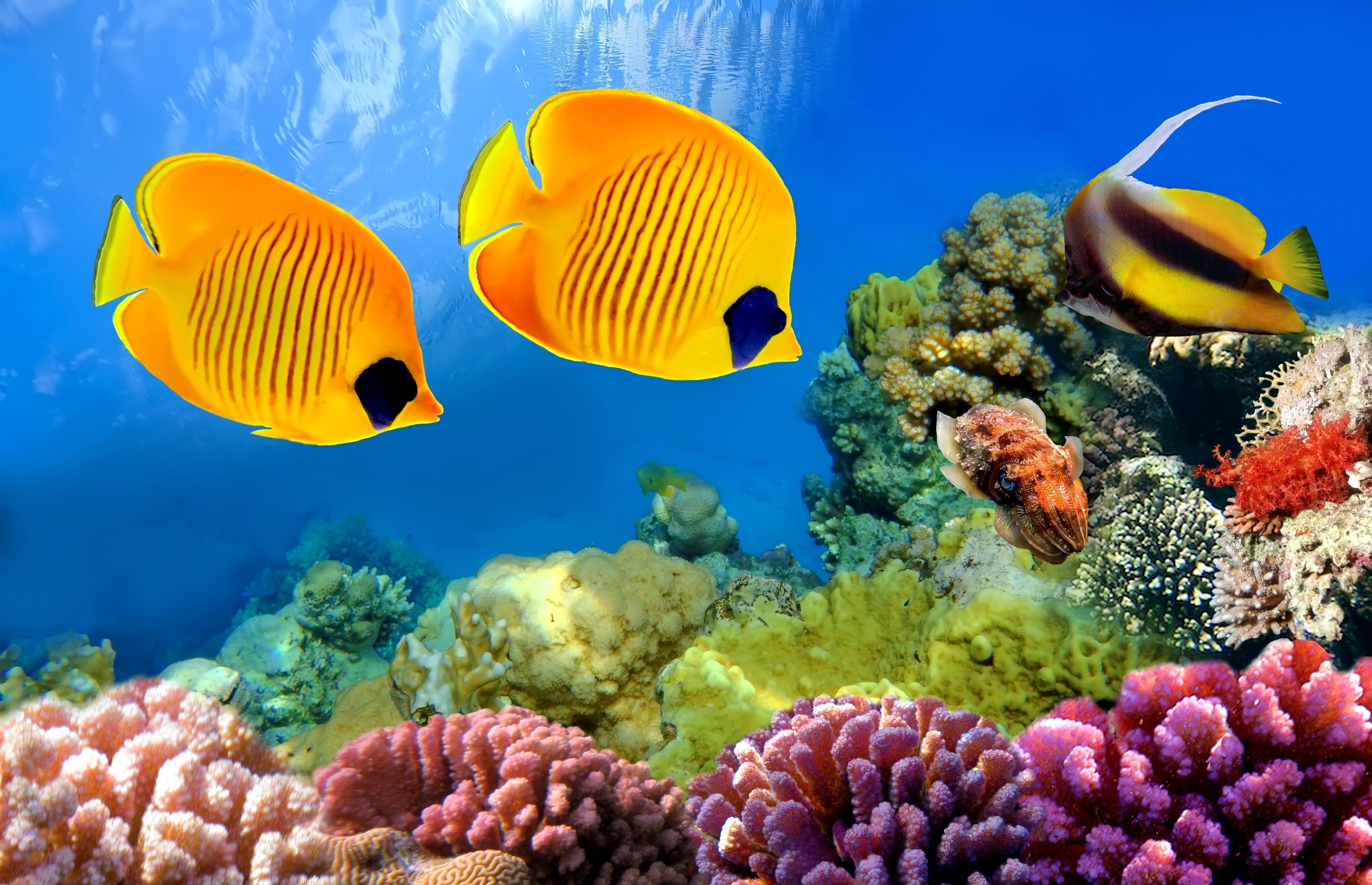 349097 baixar papel de parede recife de corais, animais, peixe, peixe borboleta, embaixo da agua, peixes - protetores de tela e imagens gratuitamente