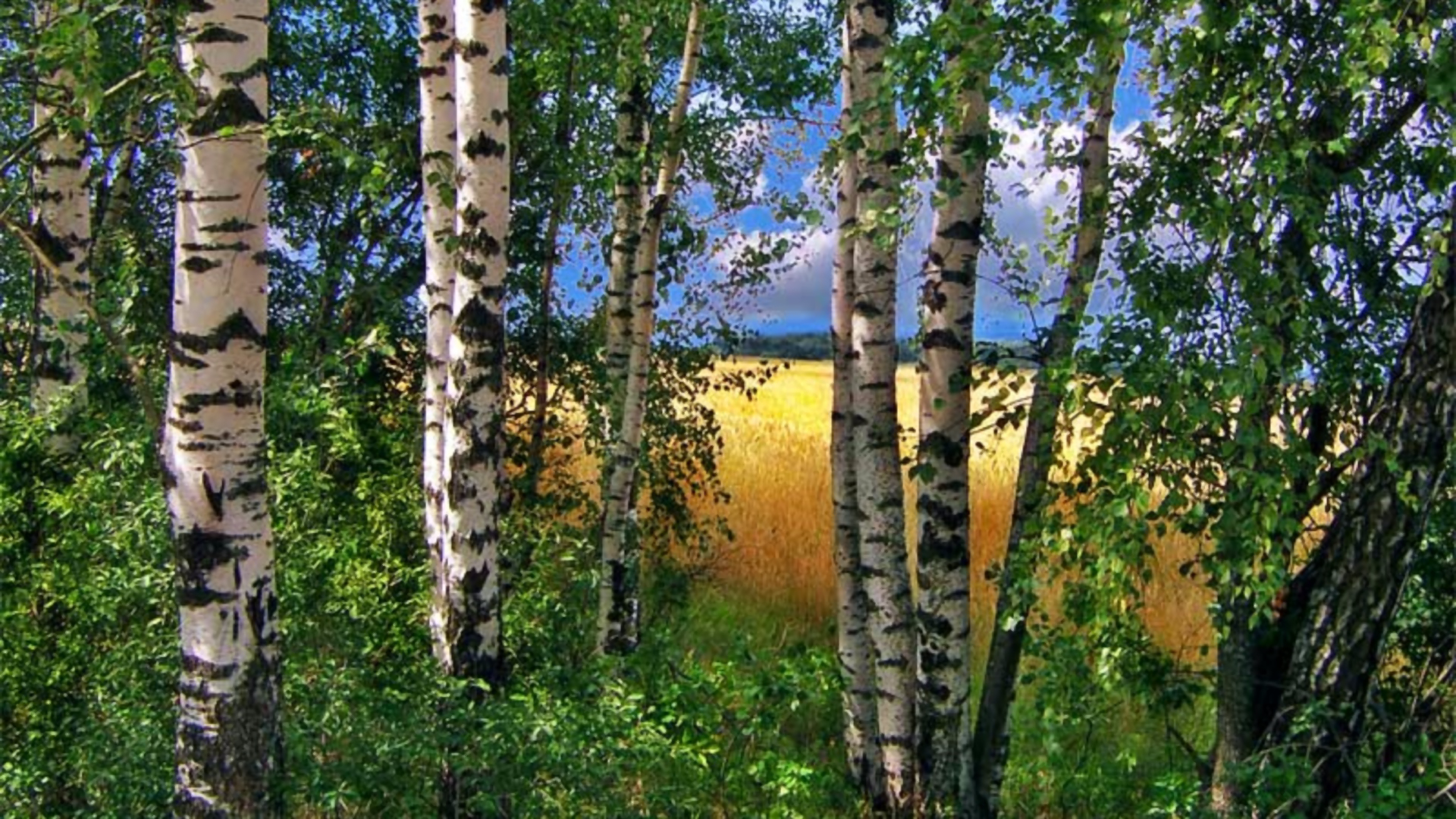Free download wallpaper Tree, Earth, Field, Birch on your PC desktop