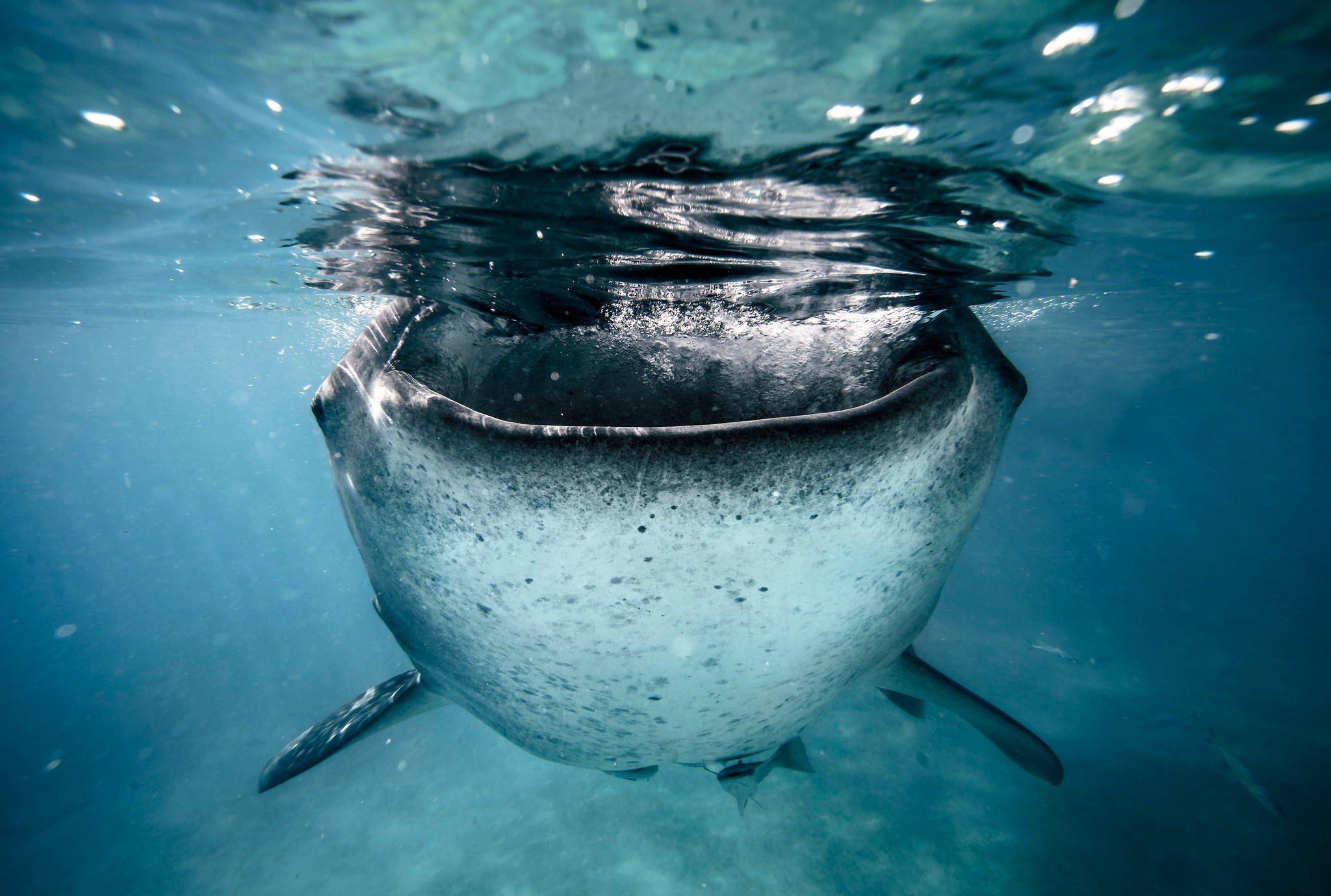 無料モバイル壁紙動物, 鯨, 水中, 海の生物をダウンロードします。