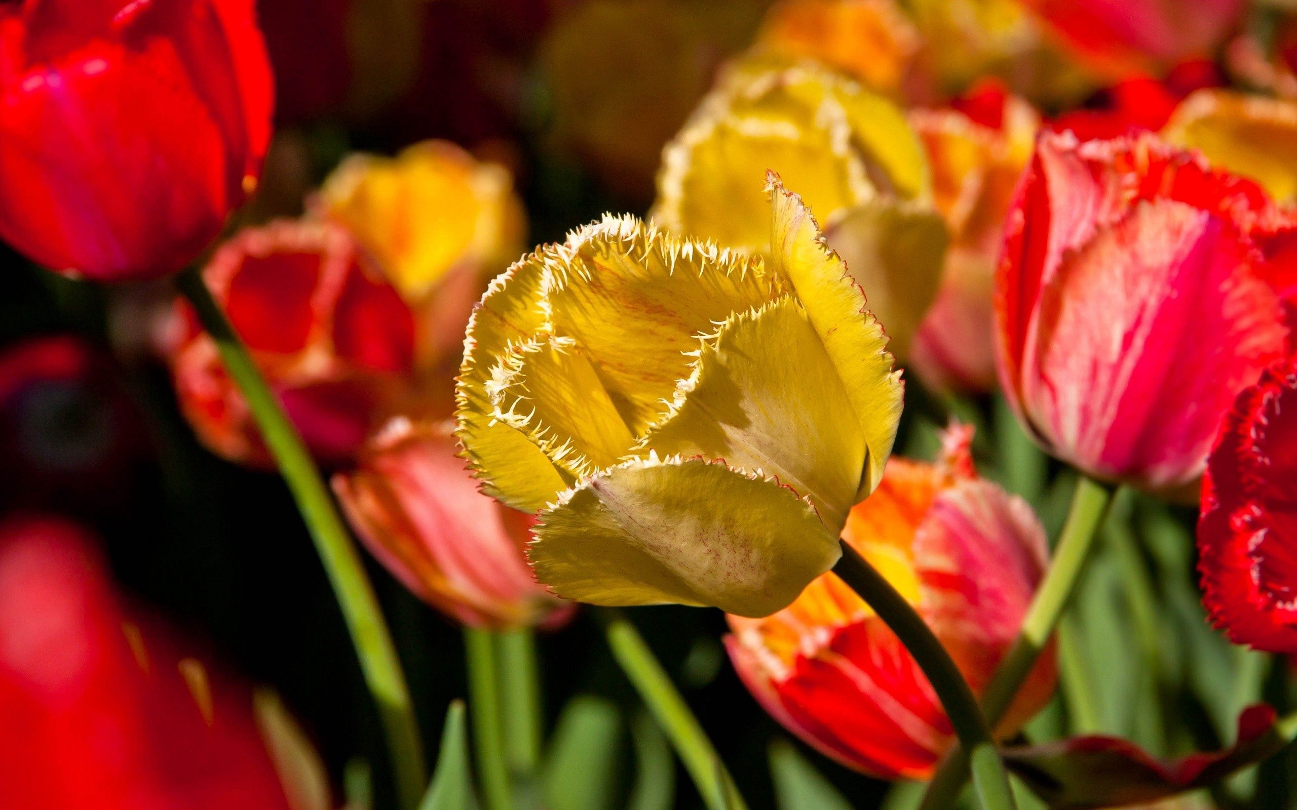 Free download wallpaper Flowers, Branch, Tulip, Petals on your PC desktop