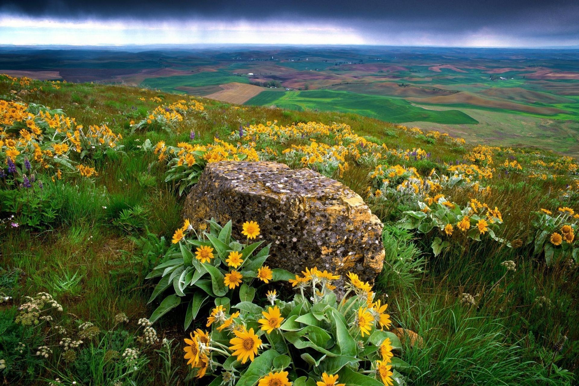 Download mobile wallpaper Landscape, Flowers, Mountain, Flower, Earth, Spring, Daisy, Yellow Flower for free.