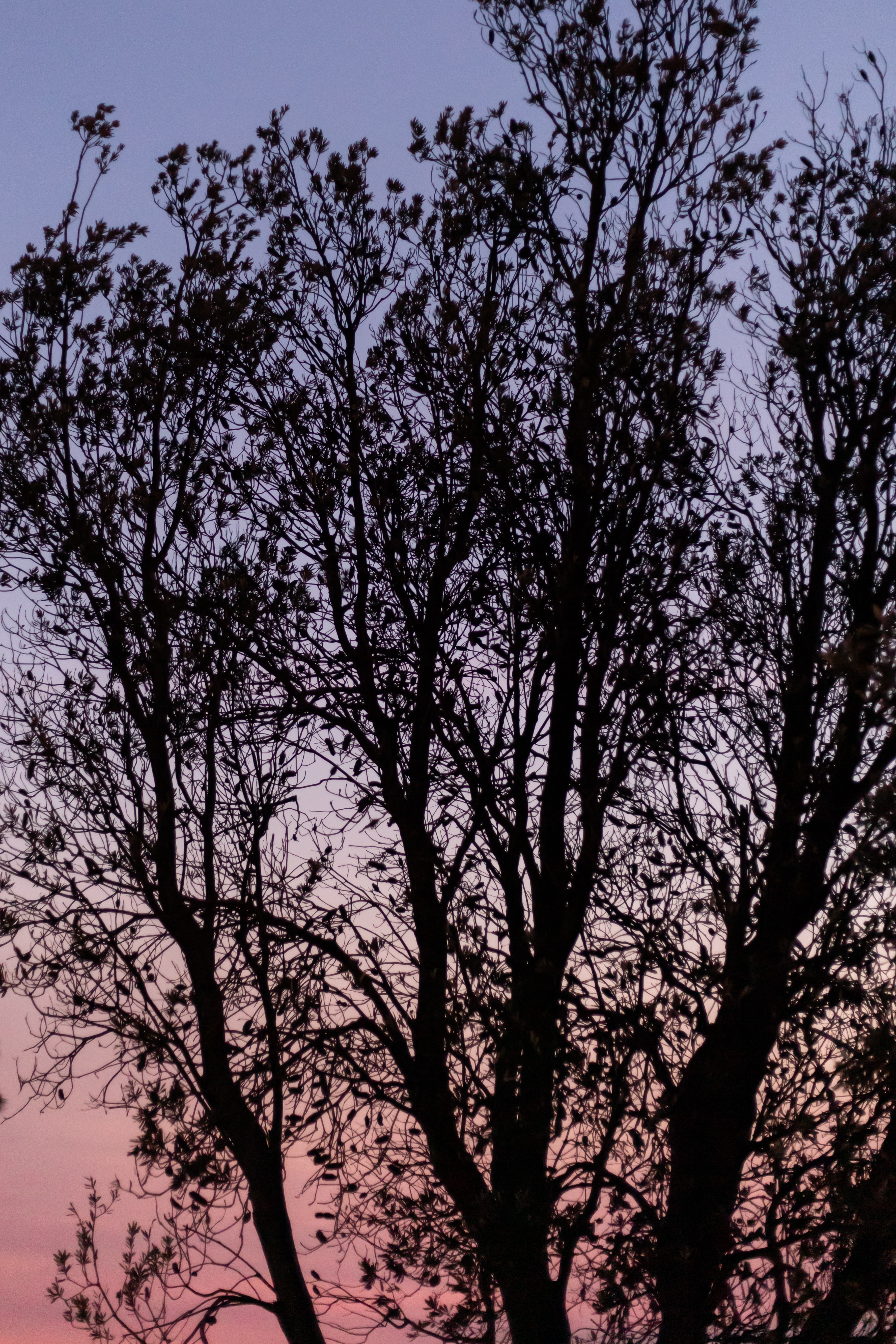 Download mobile wallpaper Branches, Dusk, Wood, Tree, Sky, Twilight, Dark for free.