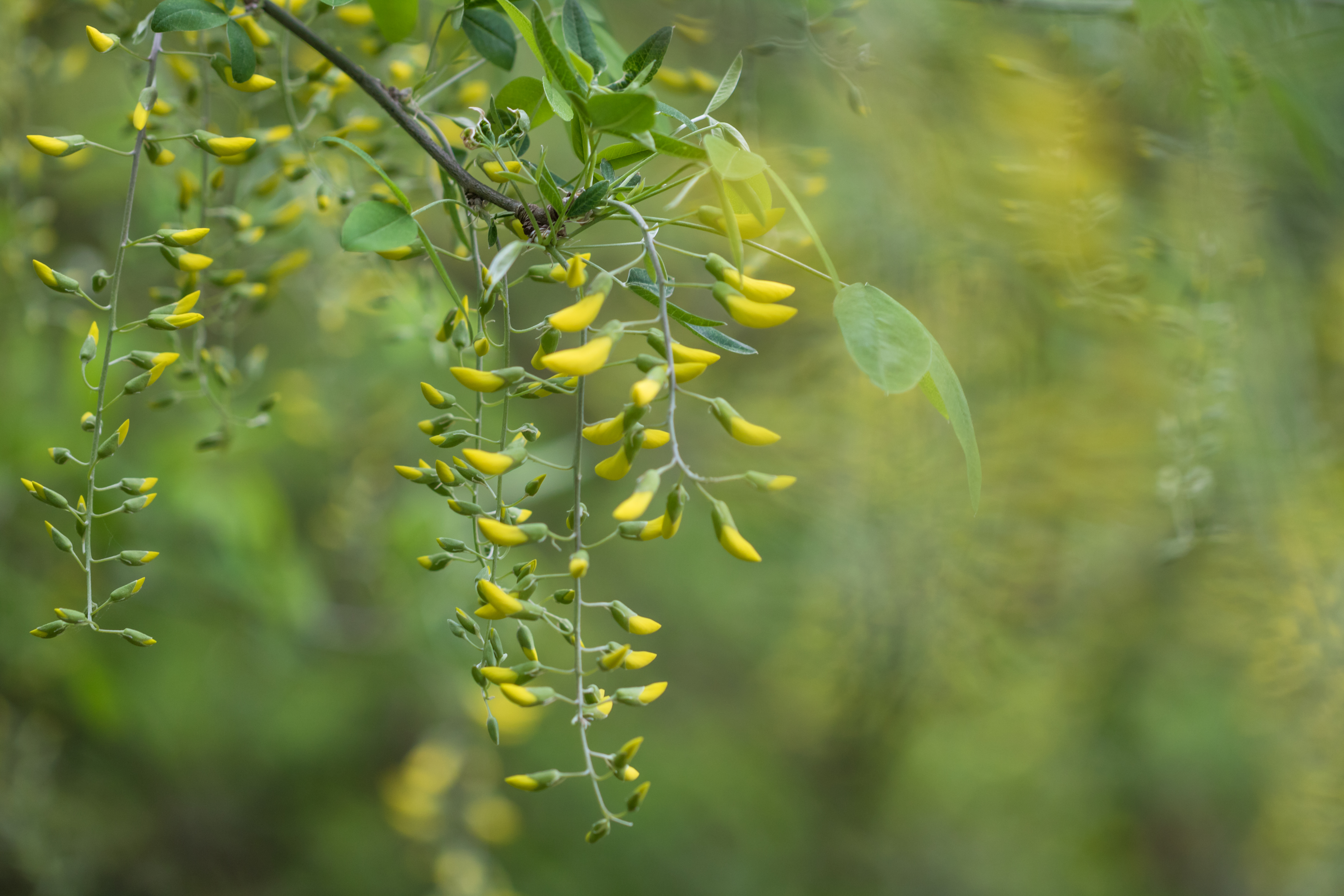 yellow, macro, bloom, flowering, branch, buds, acacia