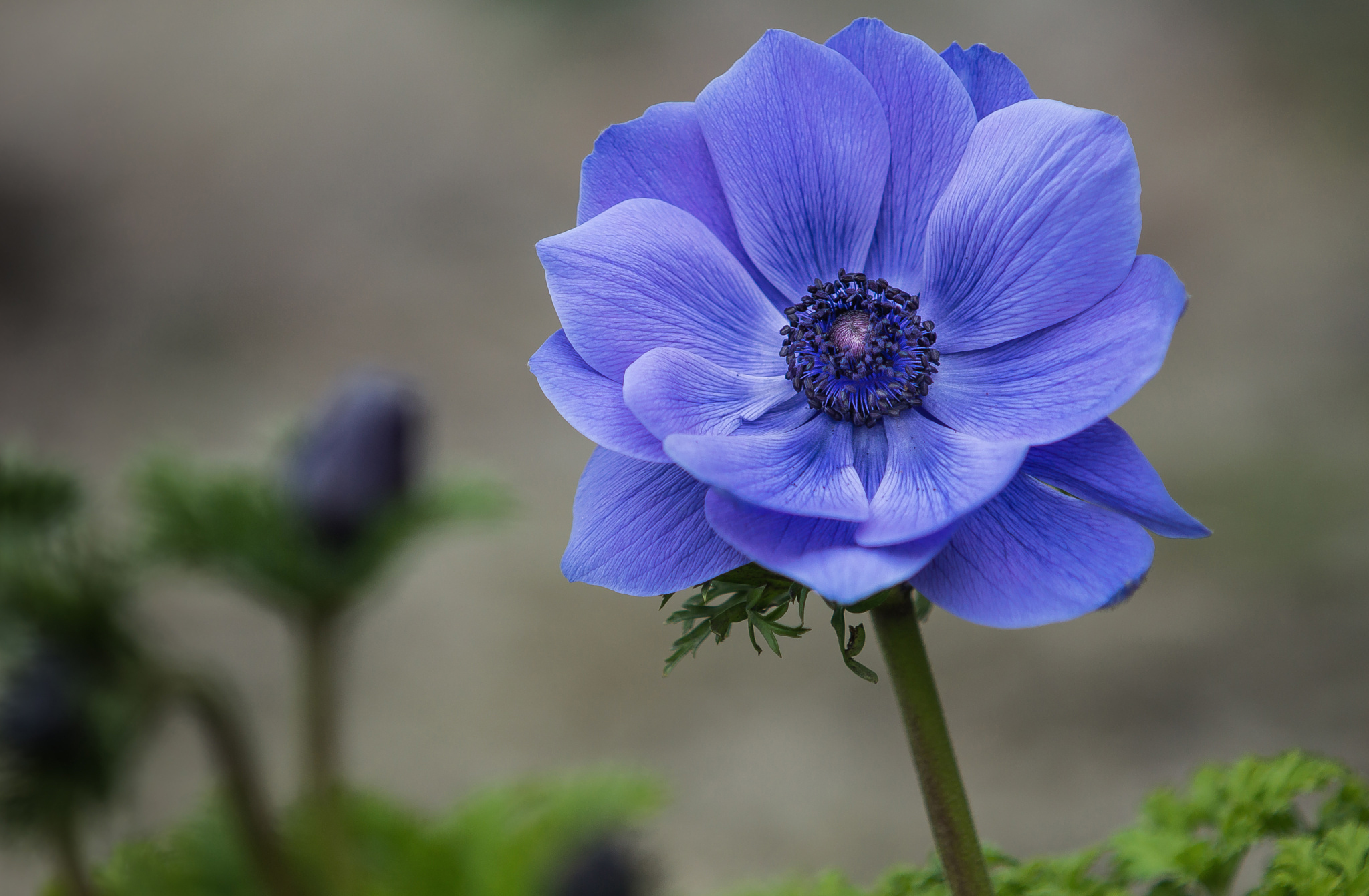 earth, anemone, blue flower, flower, flowers