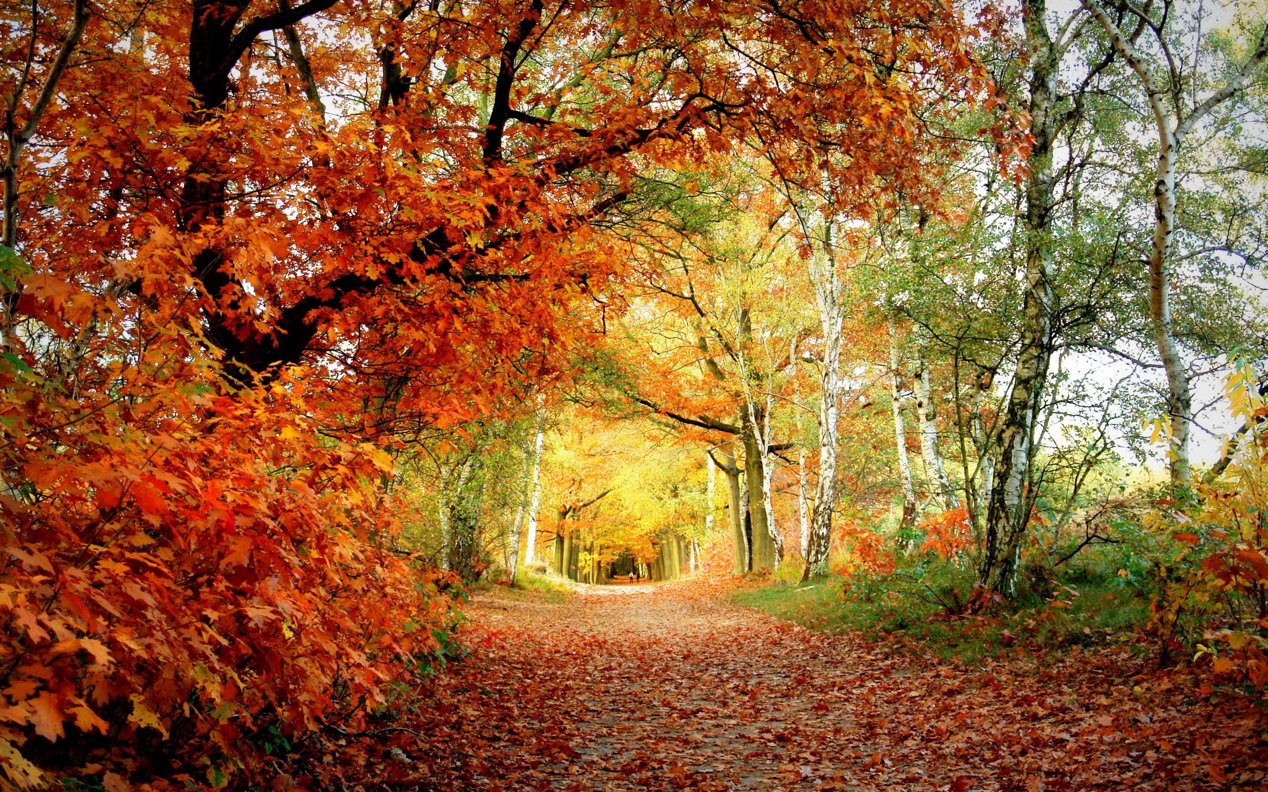 137027 завантажити картинку осінь, природа, дерева, листя, берези, доріжка, трек, дуб - шпалери і заставки безкоштовно