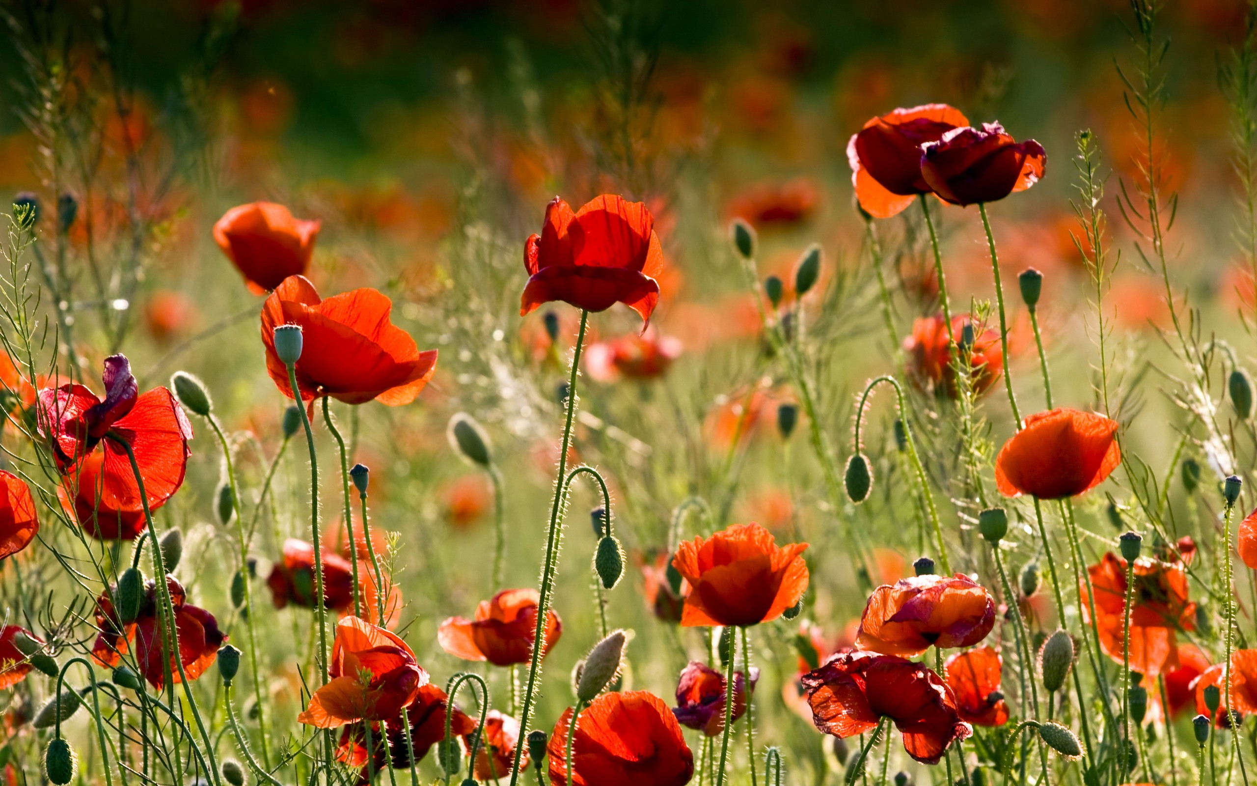 Free download wallpaper Flowers, Earth, Poppy on your PC desktop