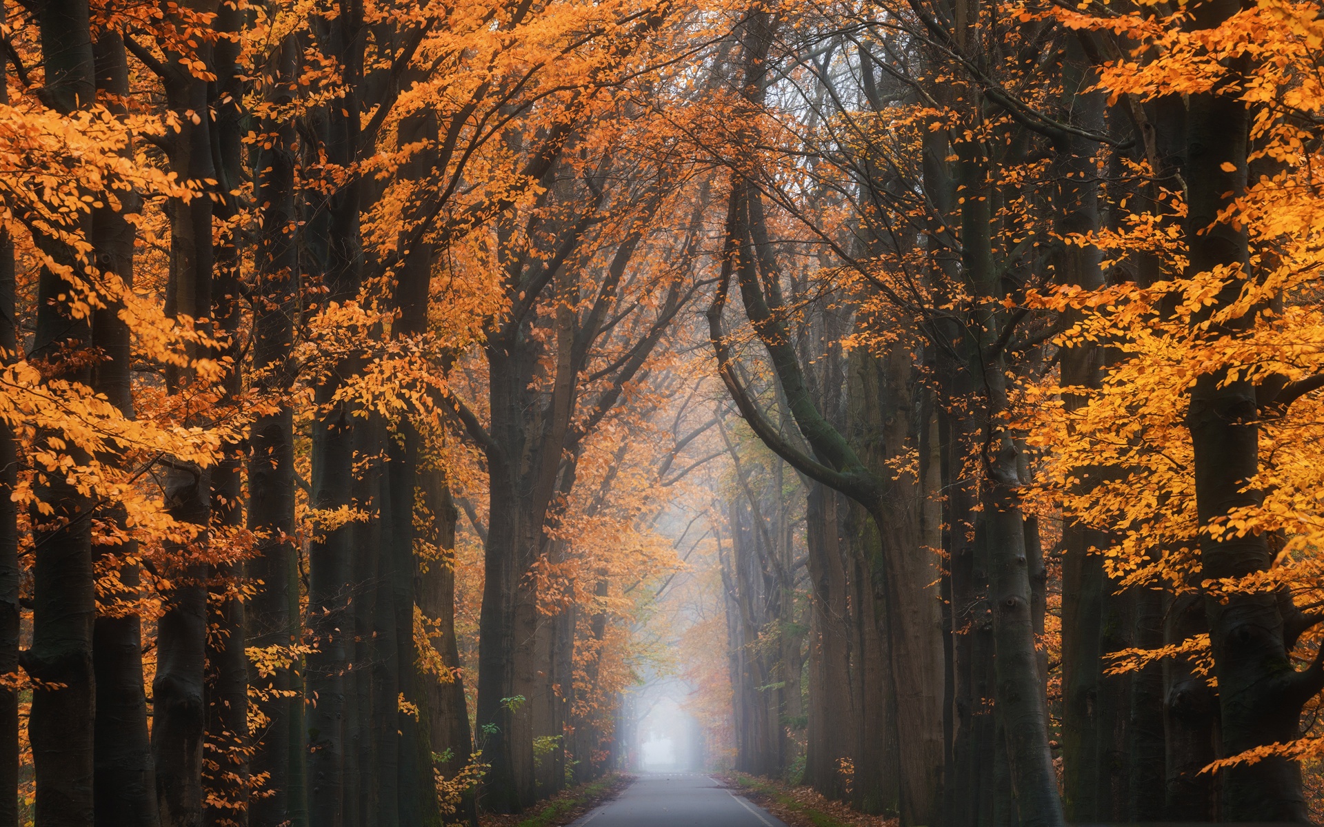 Download mobile wallpaper Nature, Road, Forest, Fall, Man Made for free.