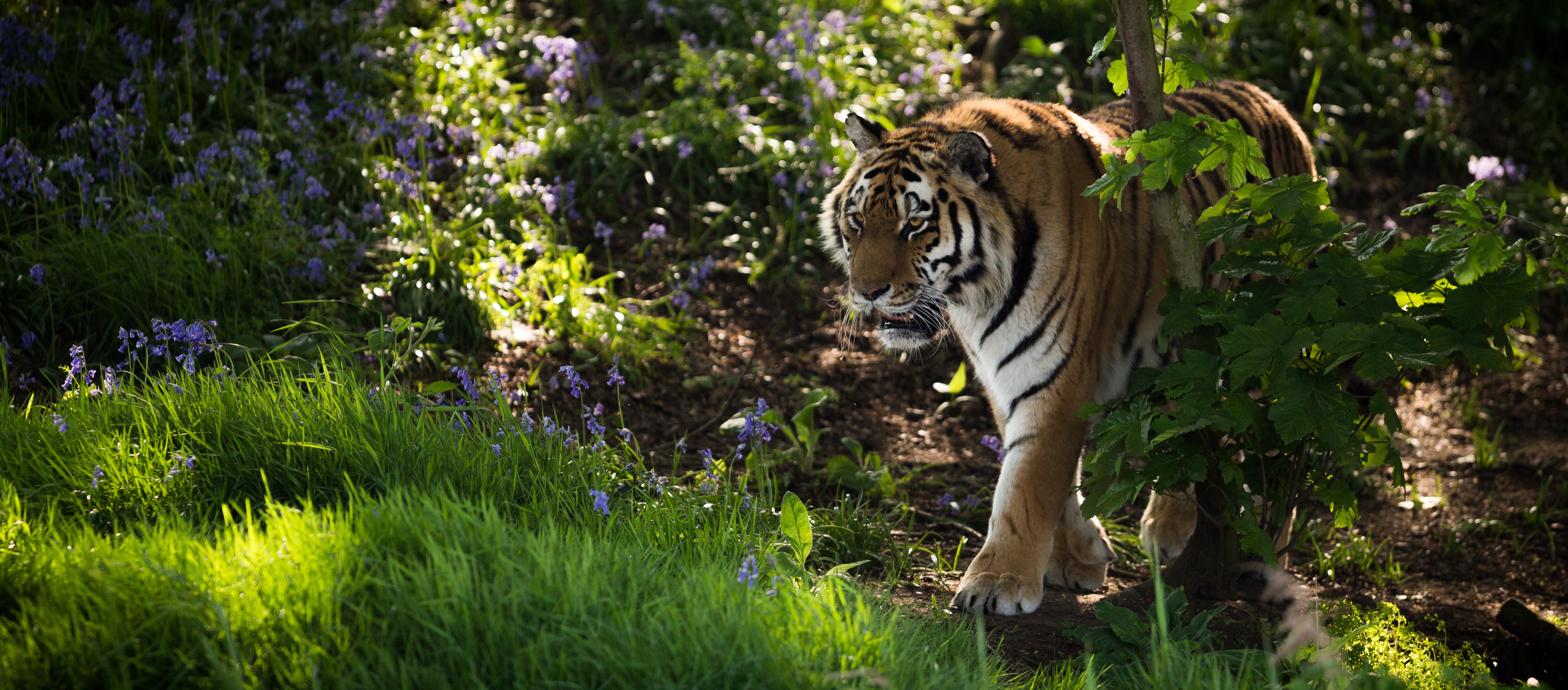 Handy-Wallpaper Tiere, Katzen, Tiger kostenlos herunterladen.