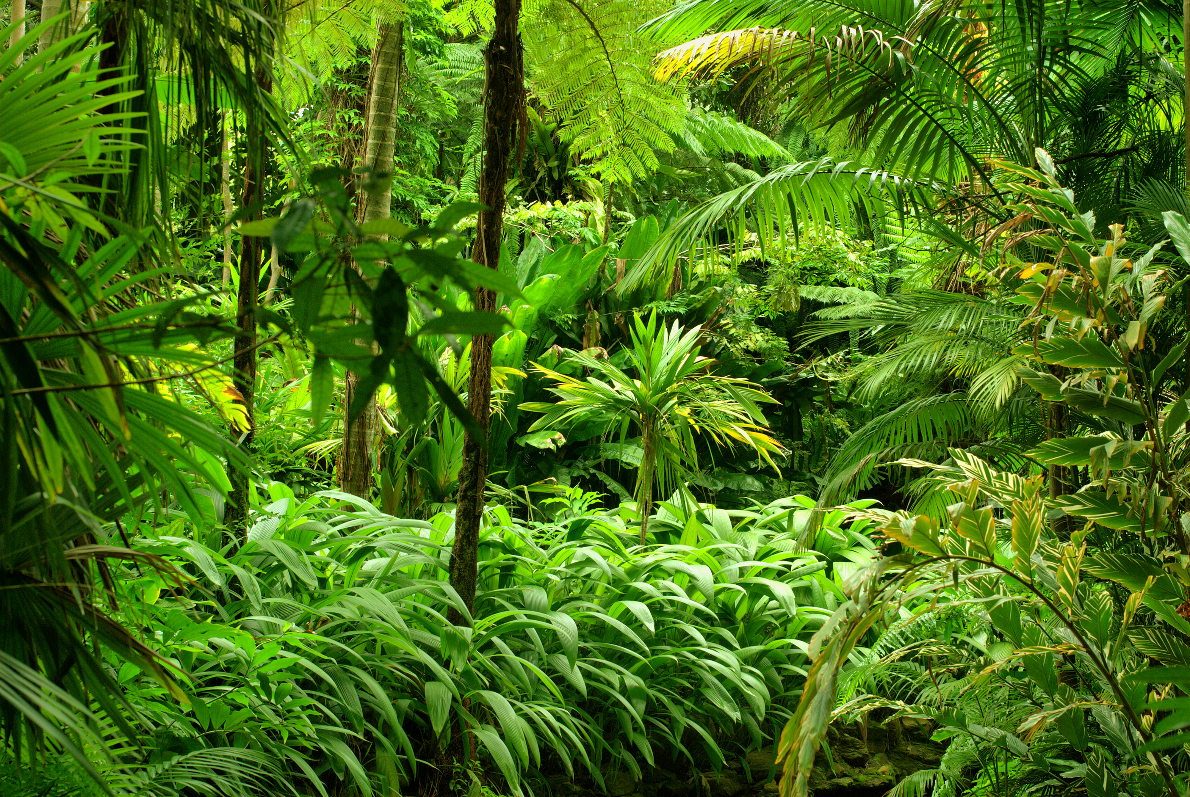 Завантажити шпалери безкоштовно Ліс, Дерево, Зелень, Земля, Джунглі, Тропічний Ліс картинка на робочий стіл ПК