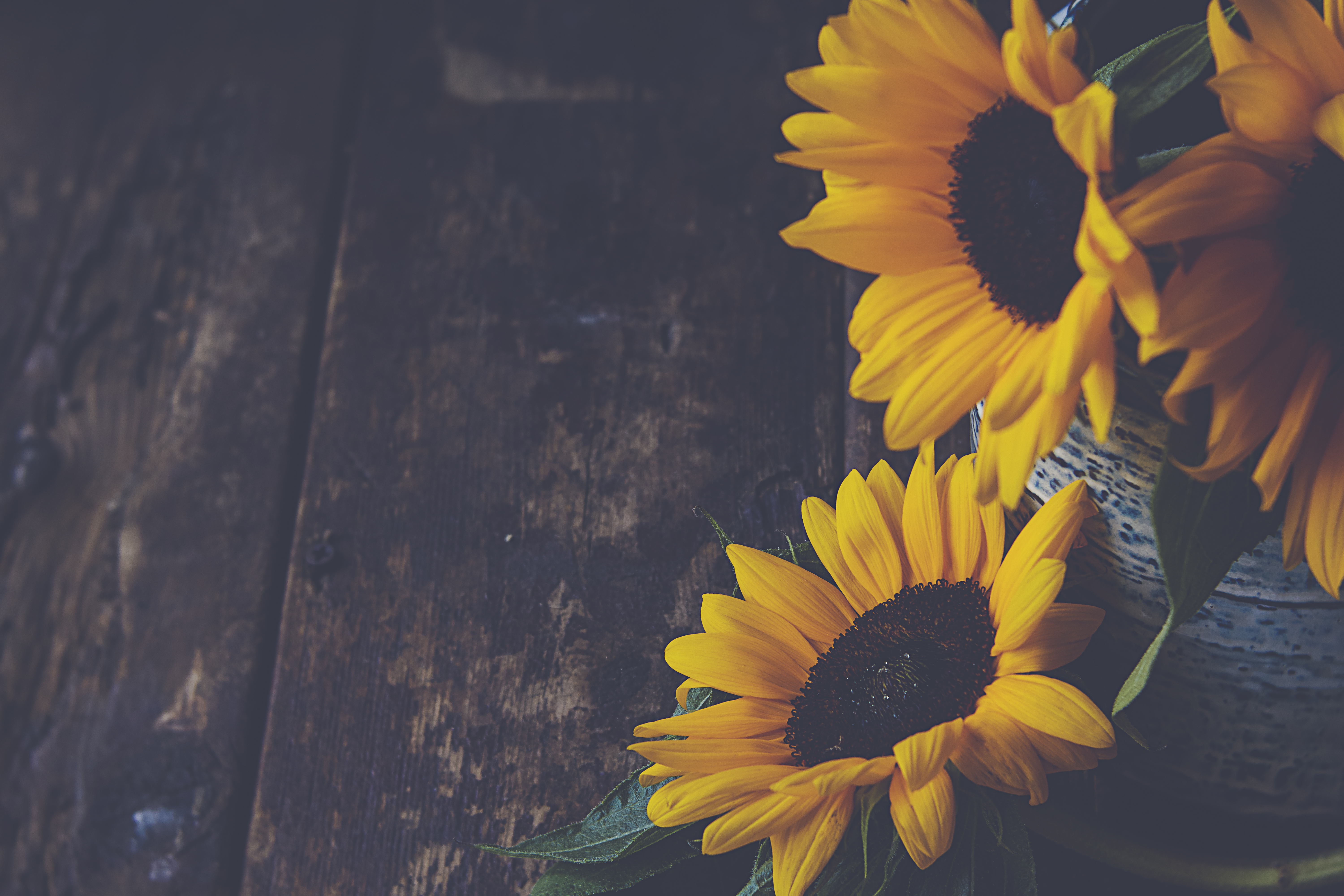 Best Sunflowers phone Wallpapers