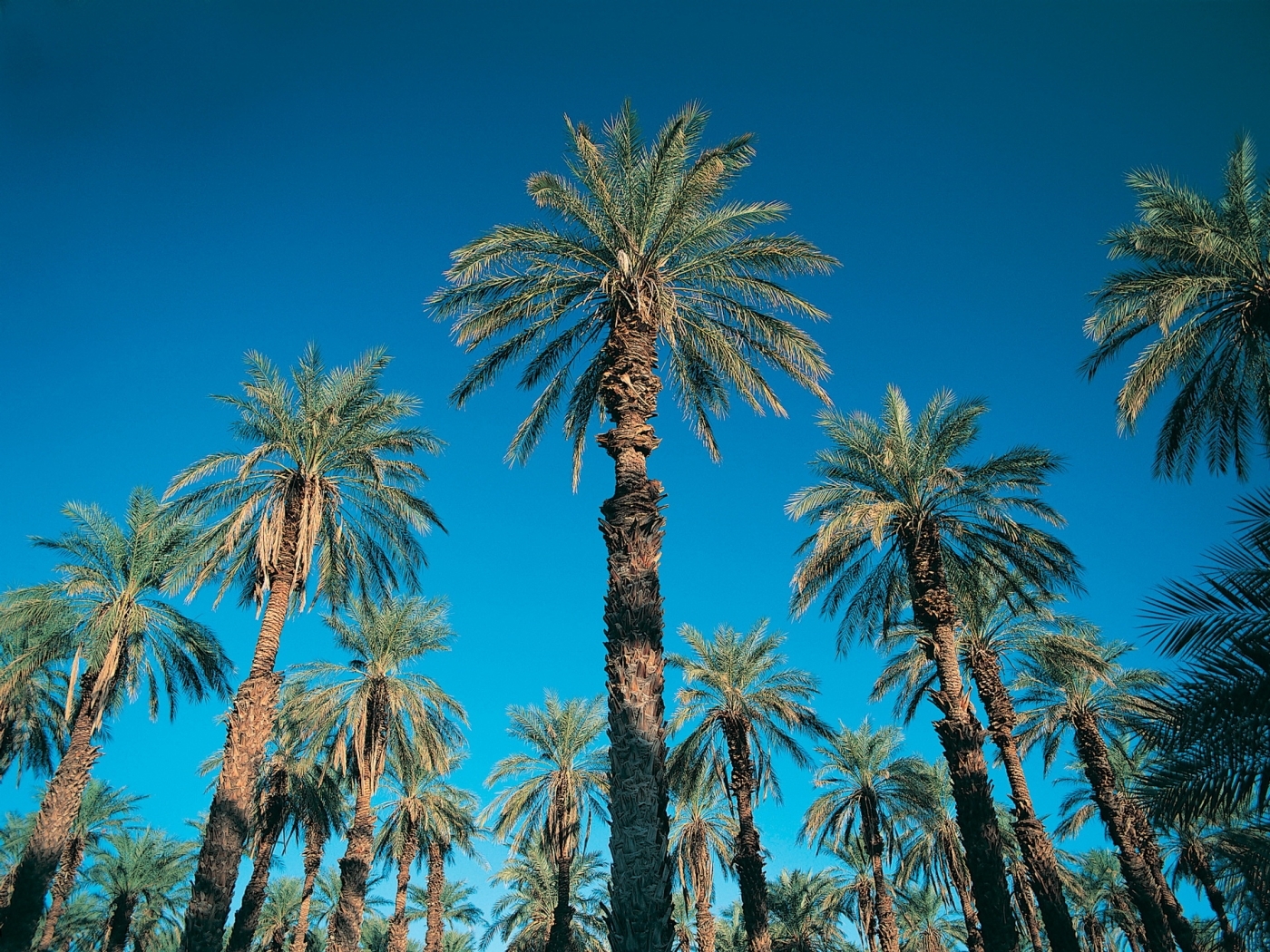 Laden Sie das Palms, Pflanzen-Bild kostenlos auf Ihren PC-Desktop herunter