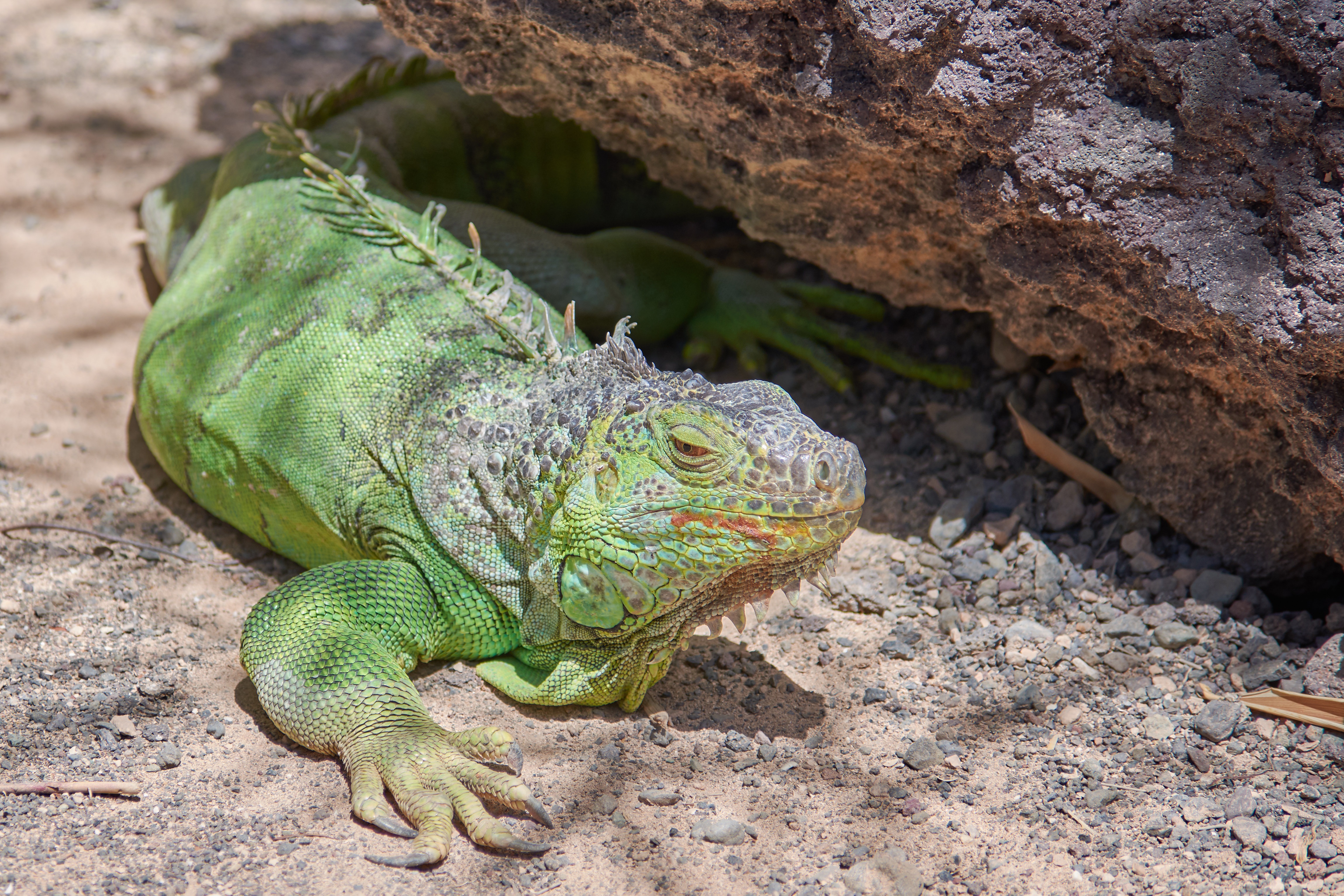 114512 Hintergrundbild herunterladen tiere, farbe, eidechse, reptil, reptile, leguan, iguana - Bildschirmschoner und Bilder kostenlos