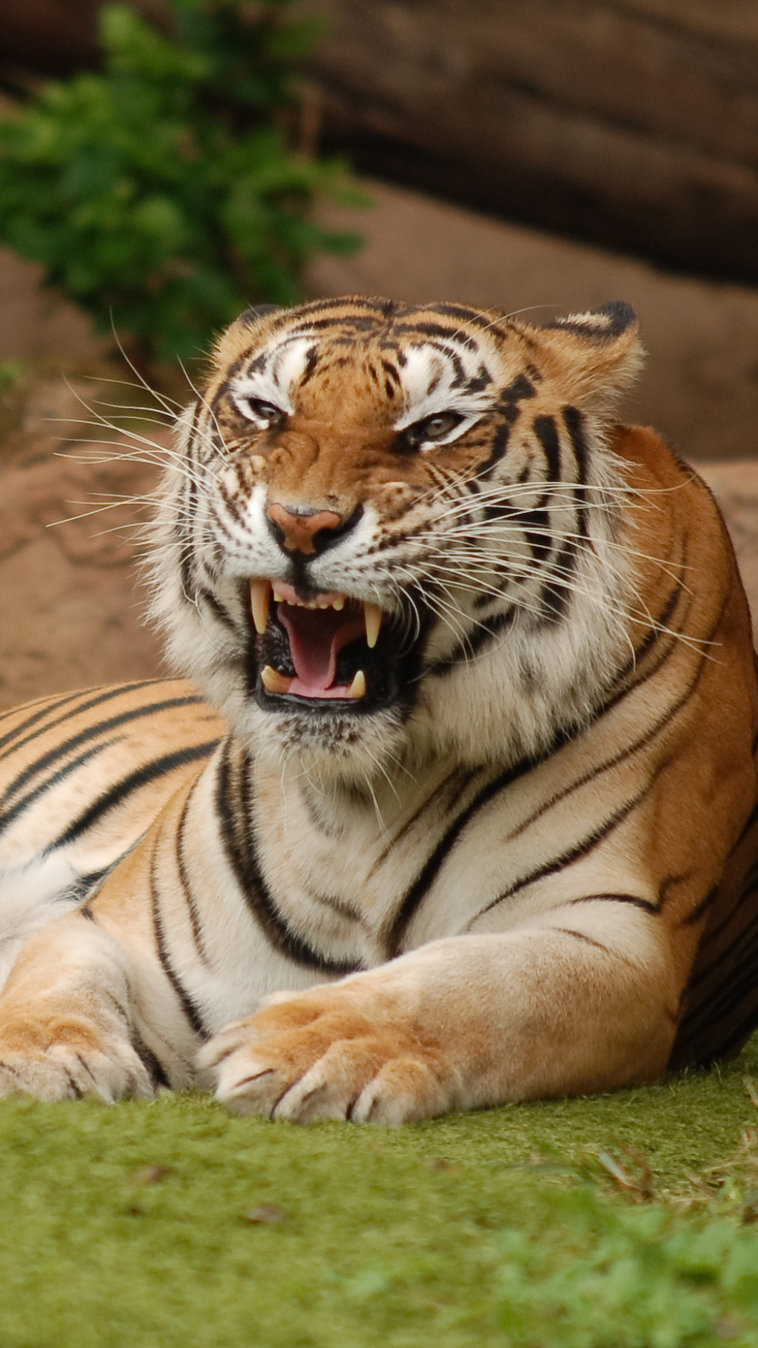 Téléchargez des papiers peints mobile Animaux, Chats, Tigre gratuitement.