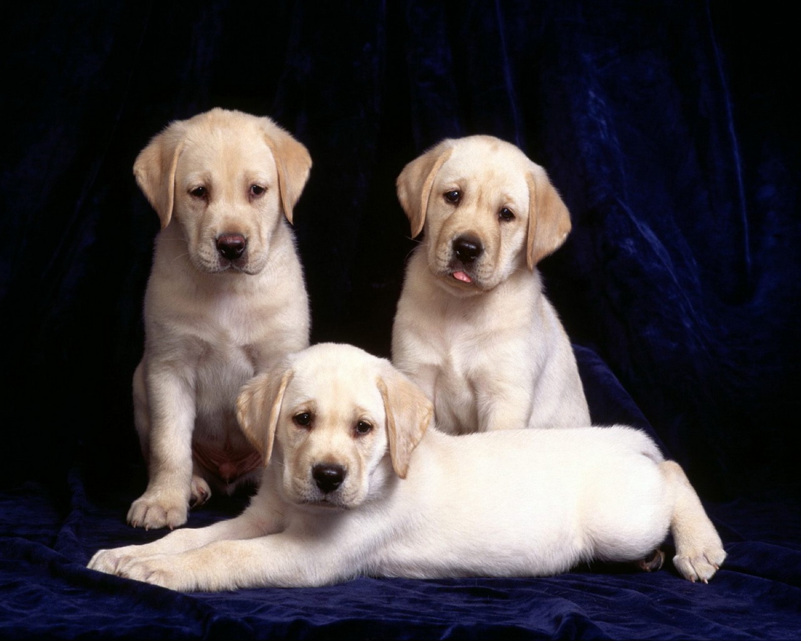 522087壁紙のダウンロード動物, ラブラドール・レトリバー, 可愛い, 犬, 子犬-スクリーンセーバーと写真を無料で