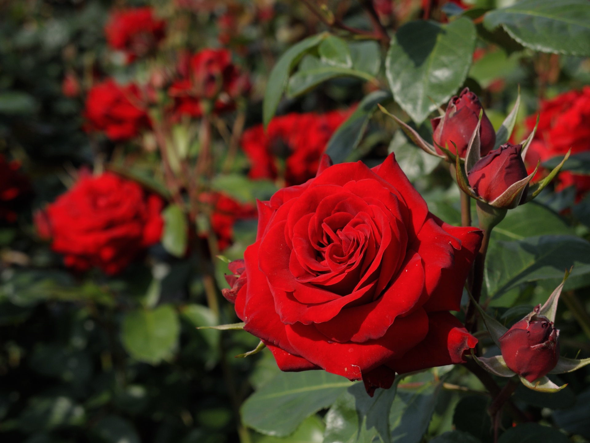 無料モバイル壁紙自然, フラワーズ, 花, 薔薇, 閉じる, 地球, 赤い花をダウンロードします。