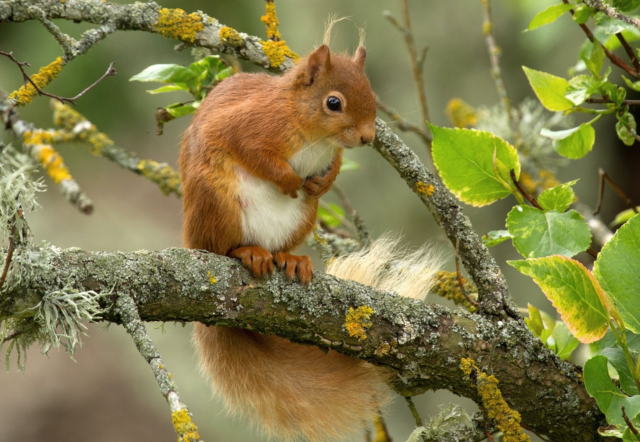 Download mobile wallpaper Funny, Squirrel, Branch, Animal for free.