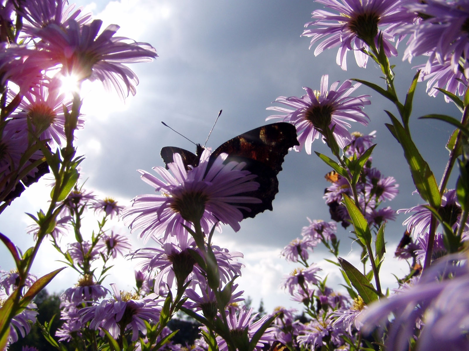 Скачати мобільні шпалери Метелики, Рослини, Квіти безкоштовно.