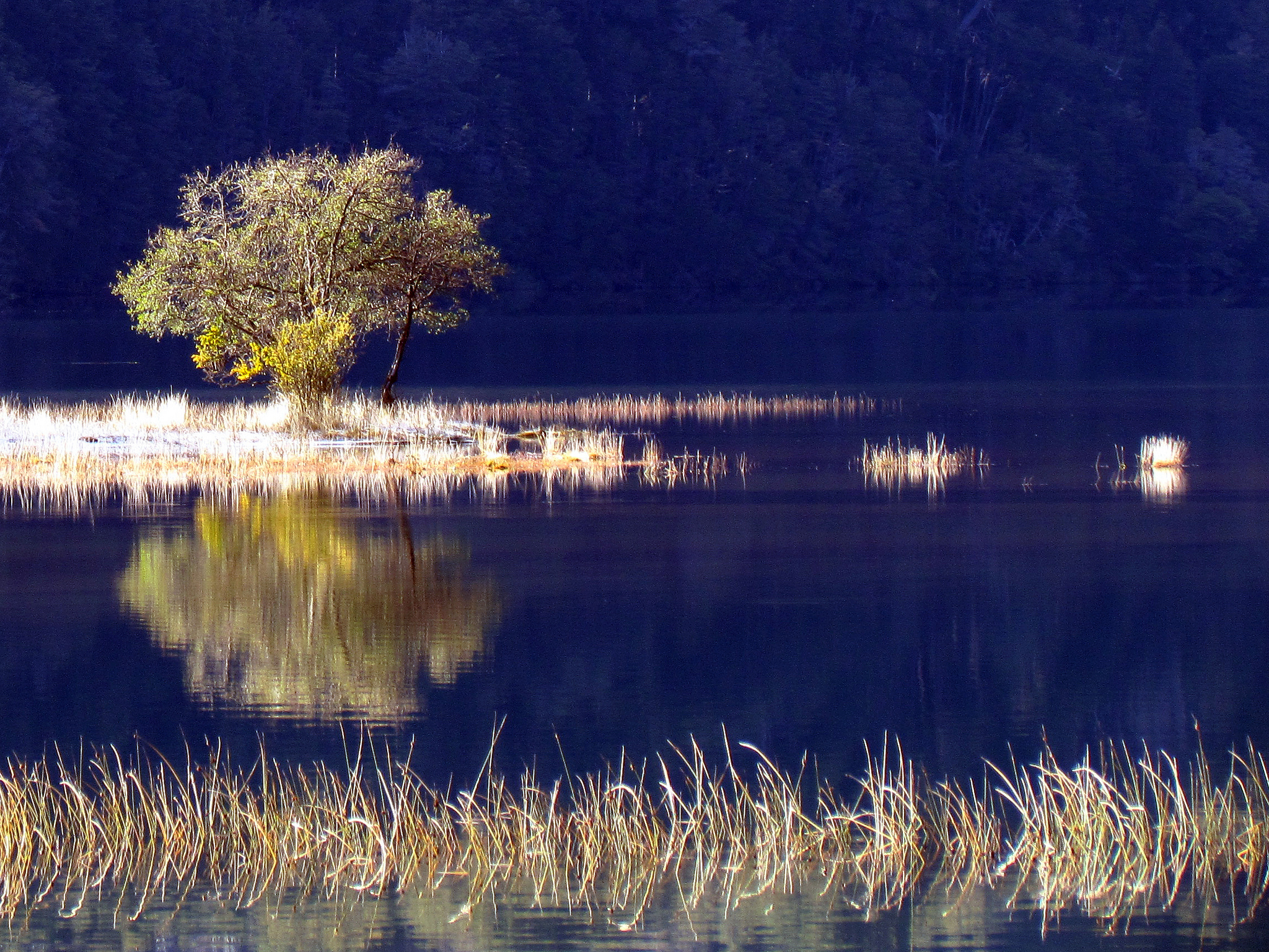 Free download wallpaper Nature, Lakes, Lake, Reflection, Plant, Earth, Lonely Tree on your PC desktop