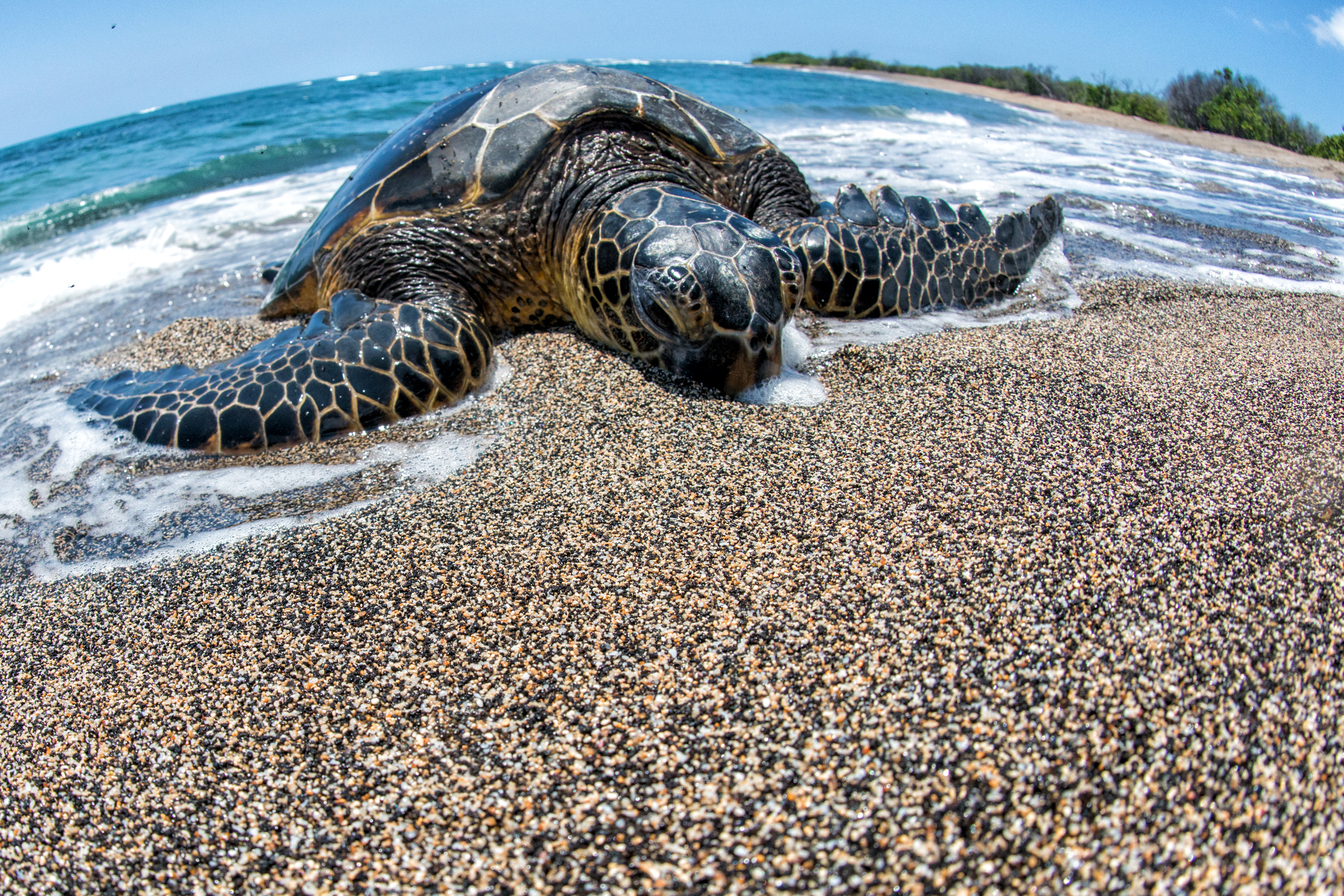 Скачати мобільні шпалери Черепахи, Пісок, Океан, Тварина, Черепаха безкоштовно.