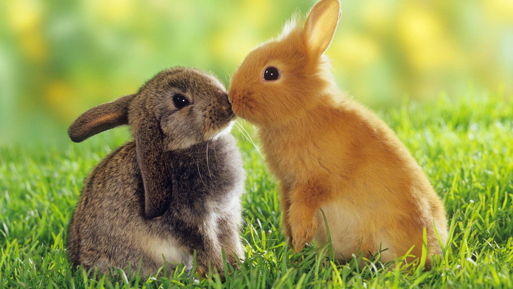 531034 скачать картинку животные, милые, кролик - обои и заставки бесплатно