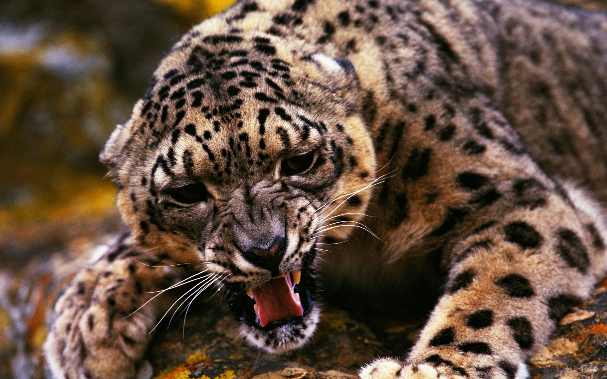 197939 Bild herunterladen tiere, jaguar, katzen - Hintergrundbilder und Bildschirmschoner kostenlos