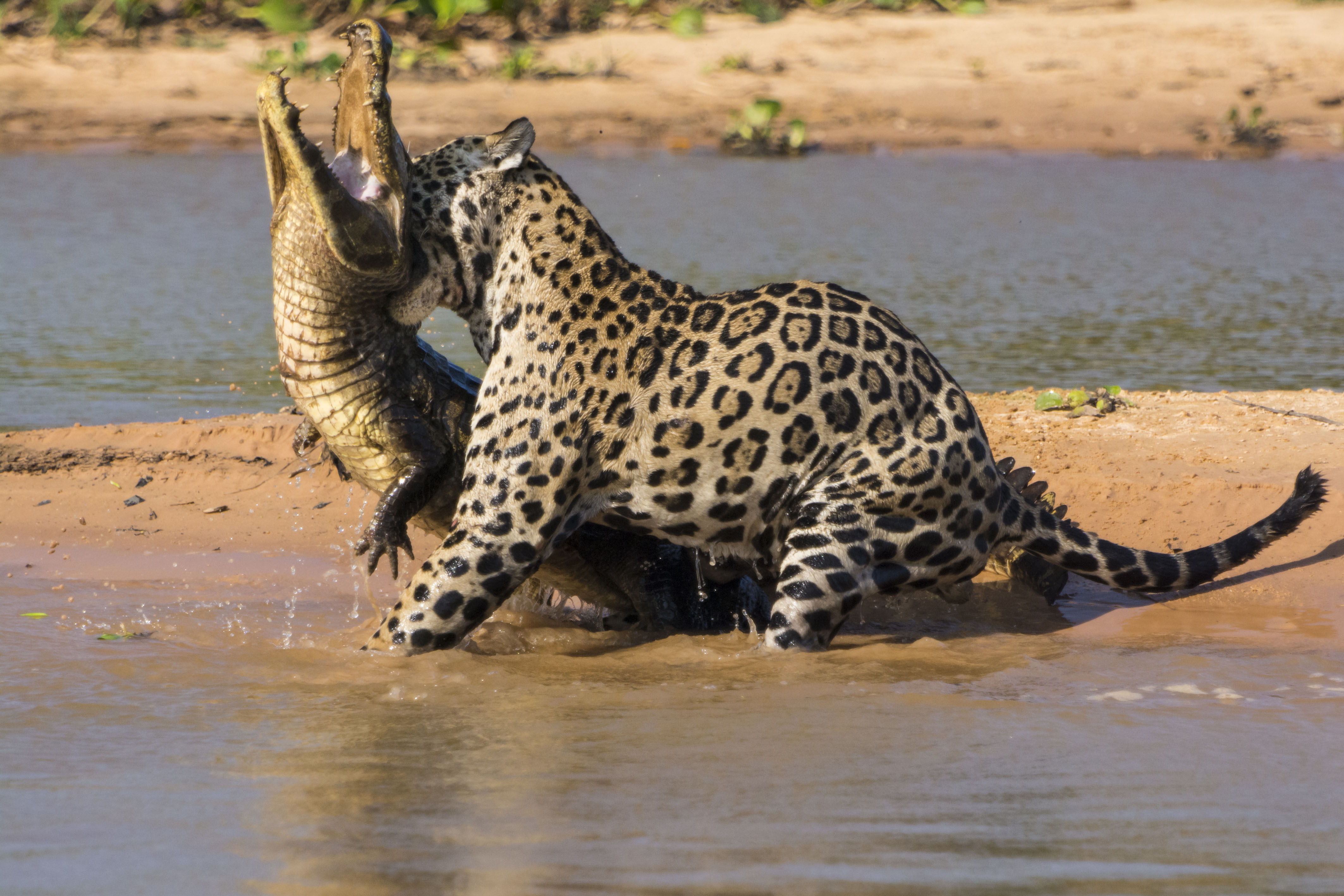 Descarga gratuita de fondo de pantalla para móvil de Animales, Jaguar.