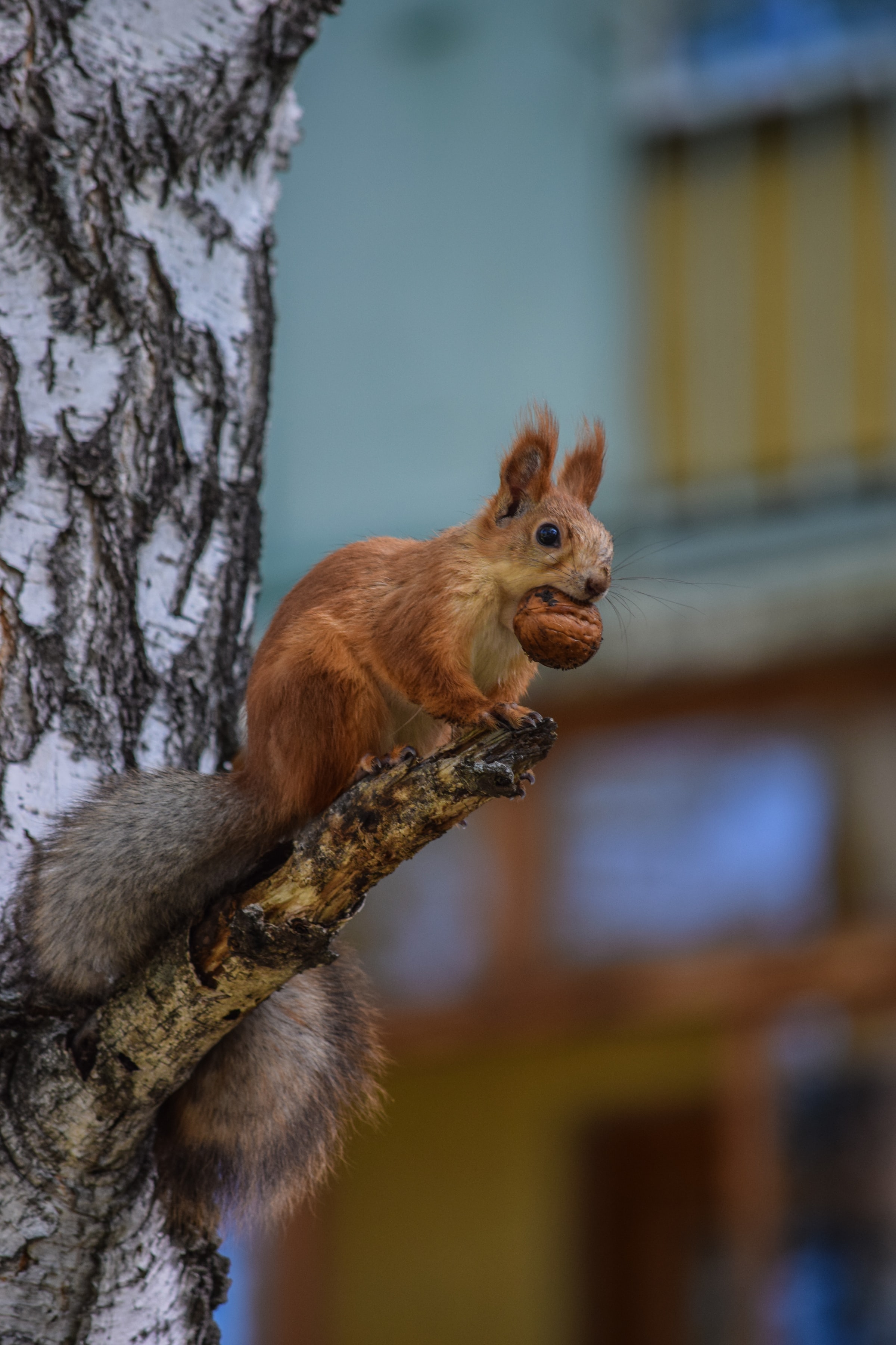 Cool Wallpapers animals, squirrel, wood, fluffy, tree, sight, opinion, rodent