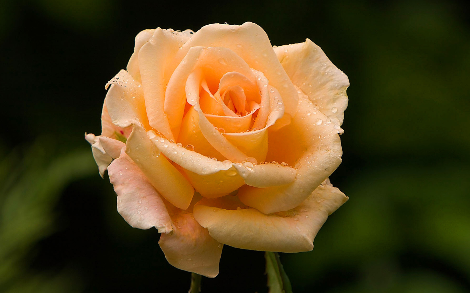 Laden Sie das Rose, Nahansicht, Wassertropfen, Erde/natur, Pfirsichblüte-Bild kostenlos auf Ihren PC-Desktop herunter