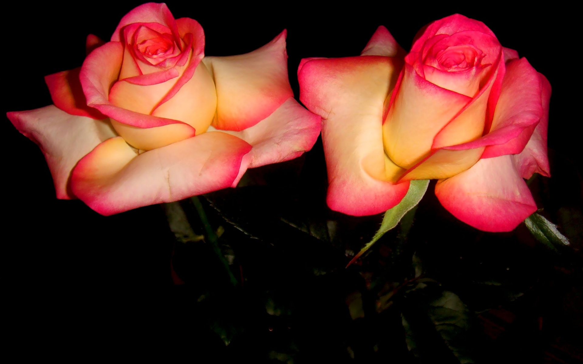 Free download wallpaper Flowers, Rose, Earth on your PC desktop