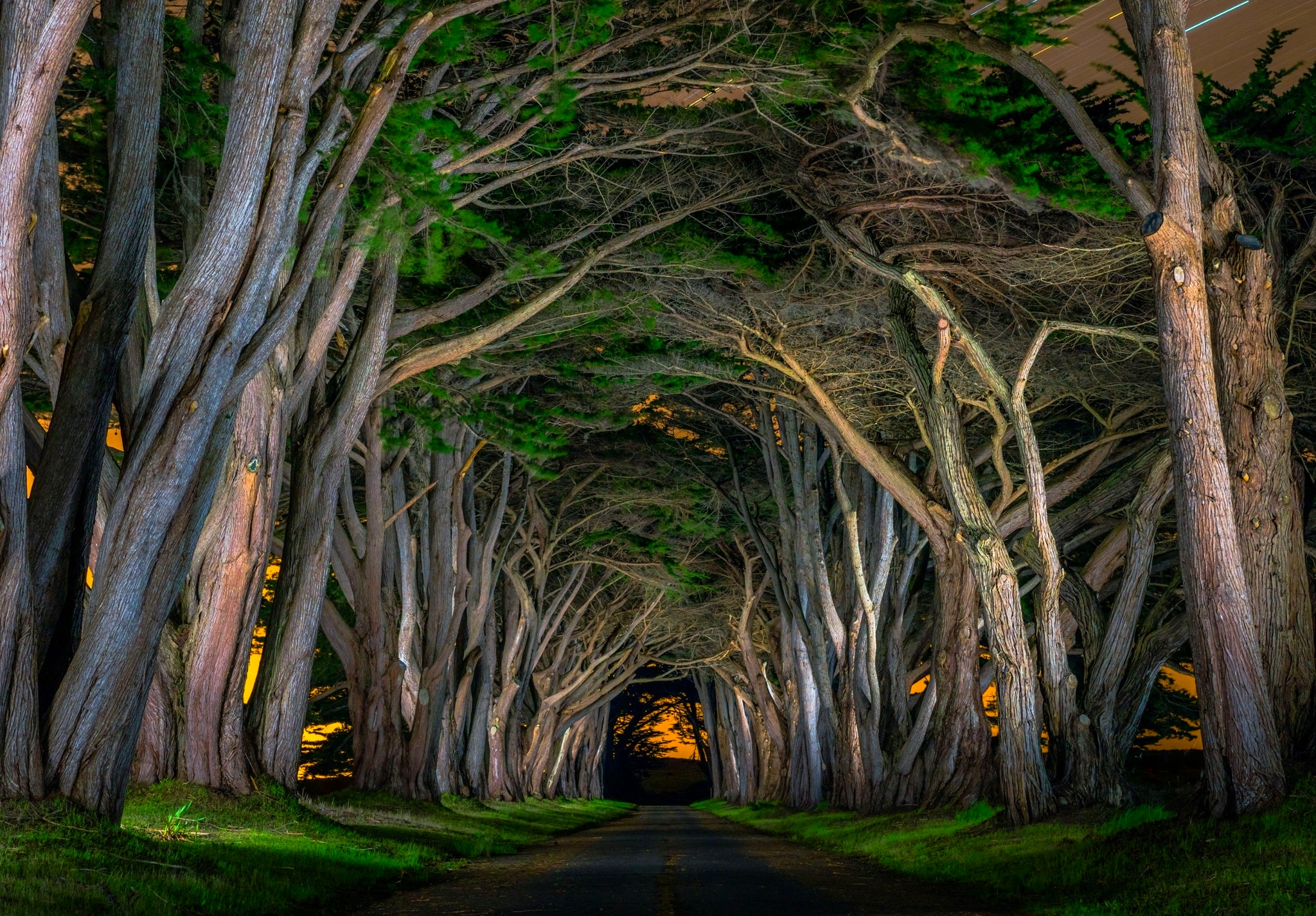 road, man made, canopy, tree, tree lined