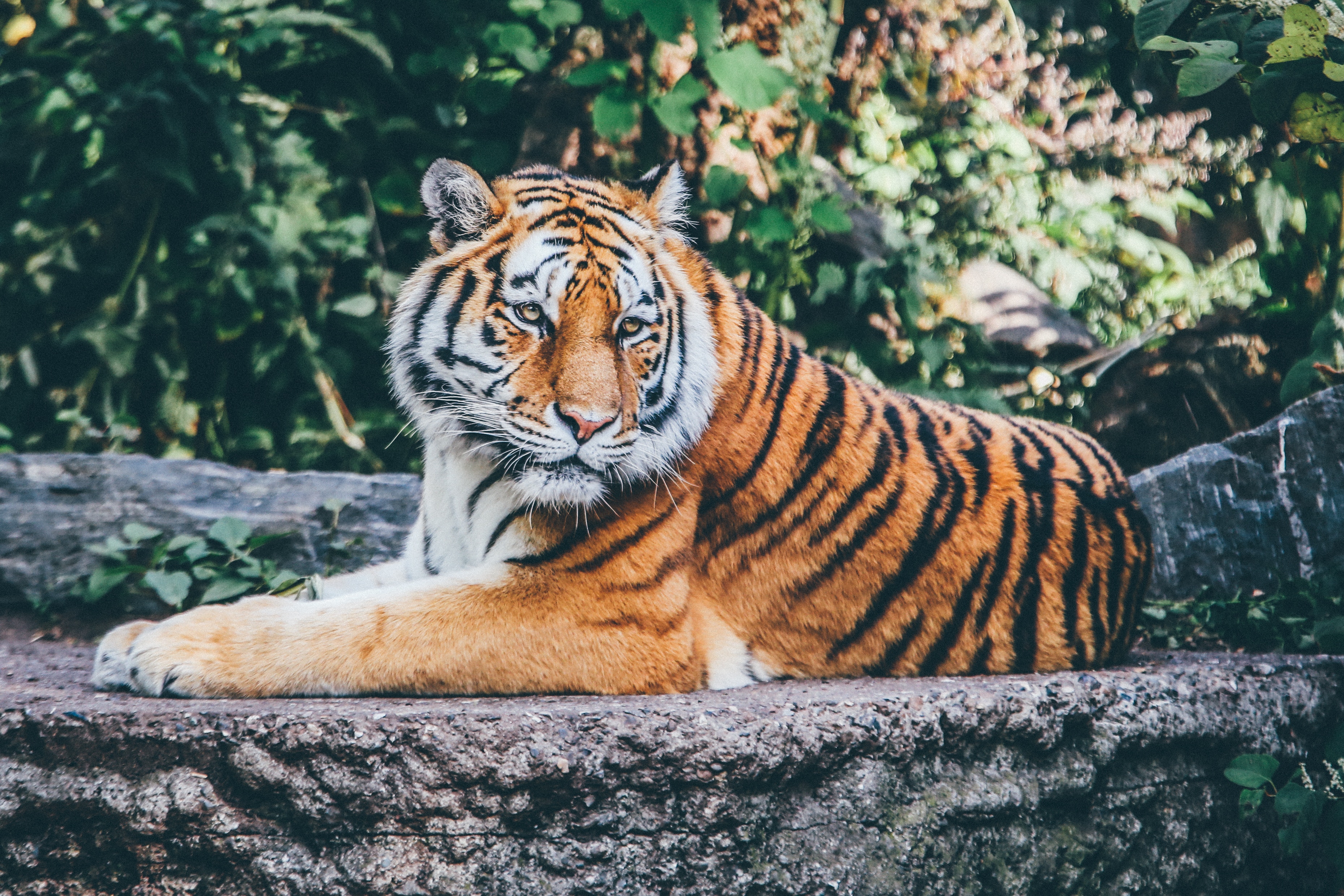 69781 скачать обои тигр, животные, лежит, морда, хищник - заставки и картинки бесплатно