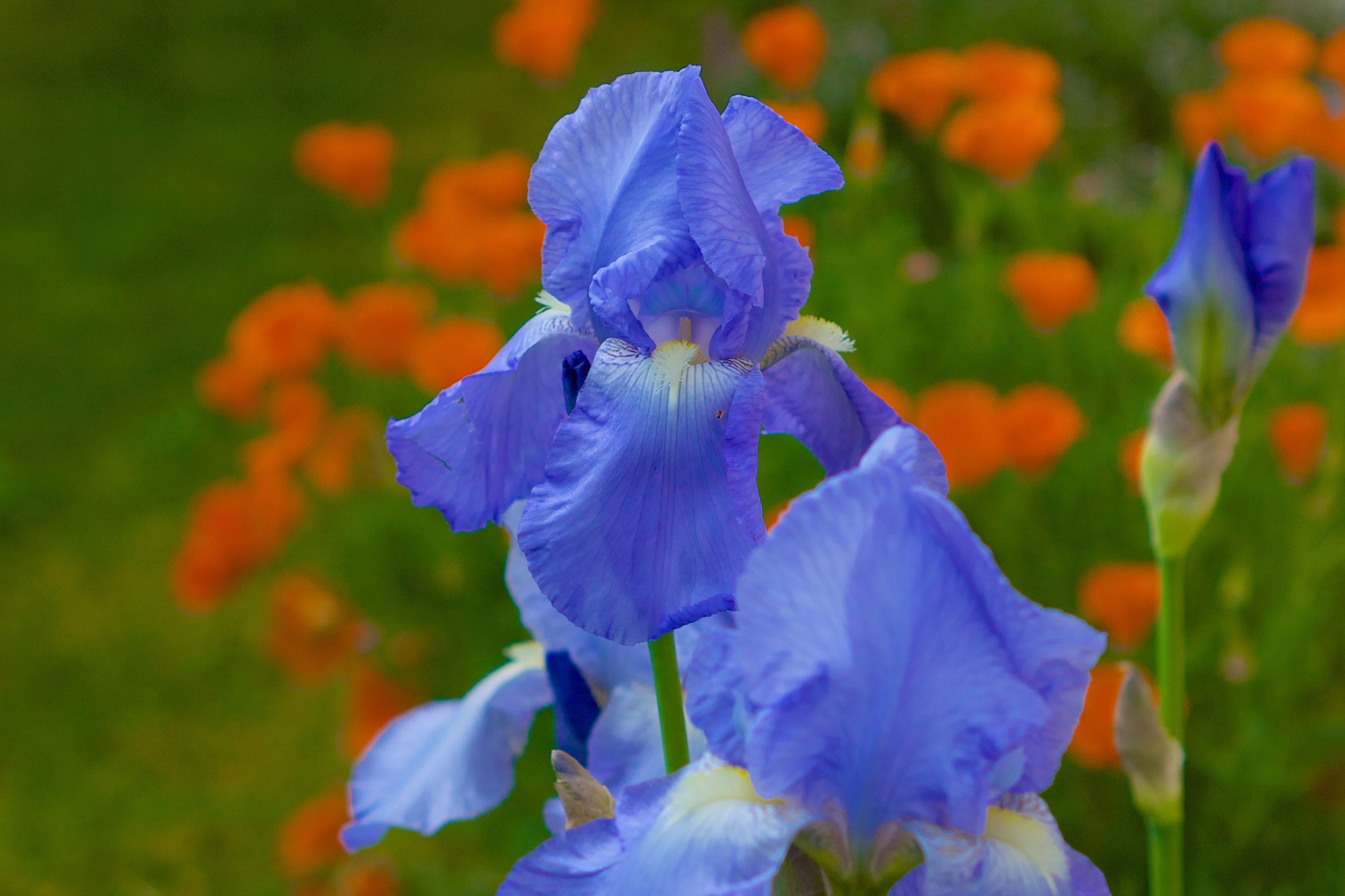 Téléchargez gratuitement l'image Fleurs, Iris, Fleur, La Nature, Terre/nature, Fleur Bleue sur le bureau de votre PC