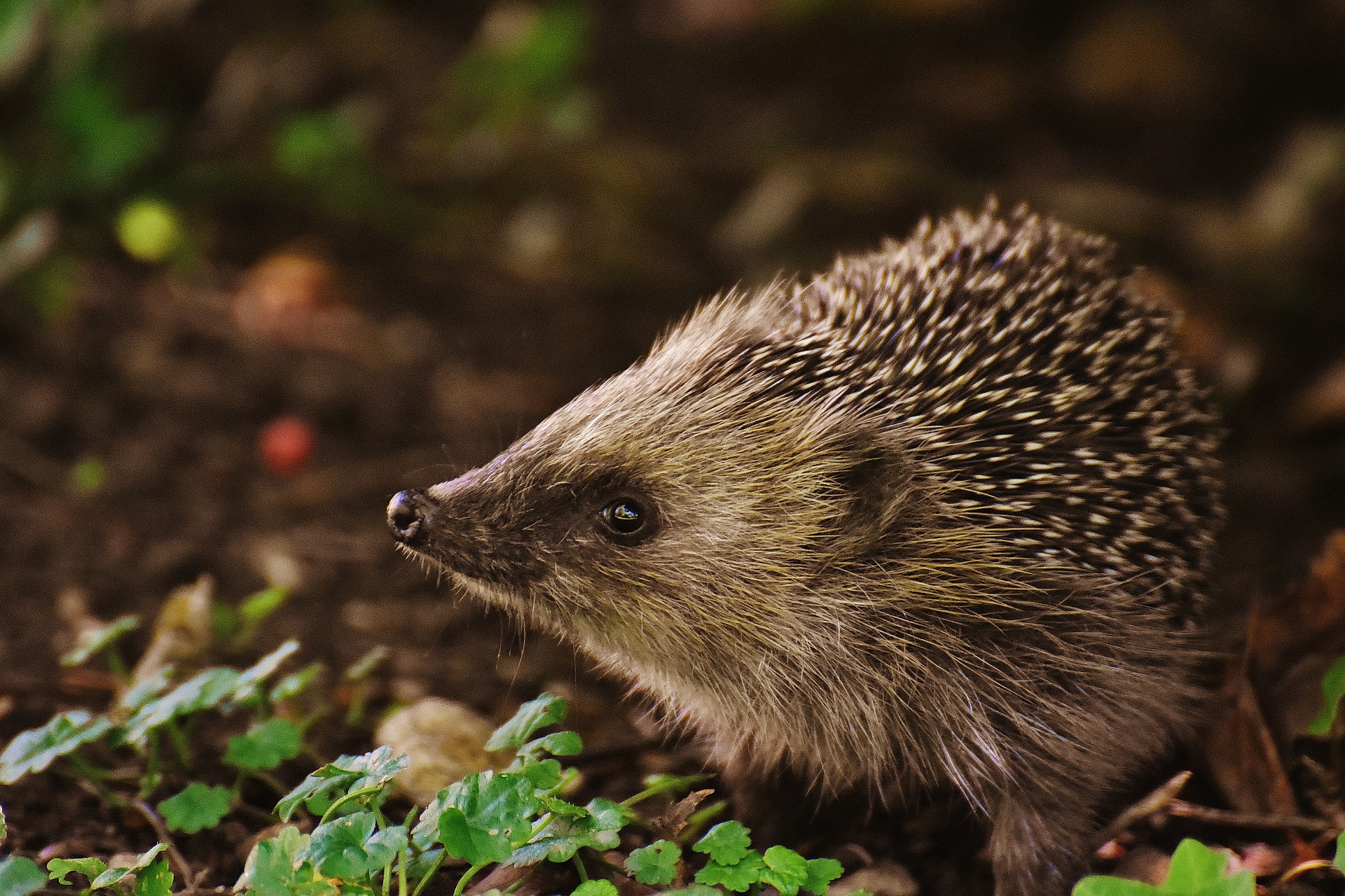 Handy-Wallpaper Tiere, Igel kostenlos herunterladen.