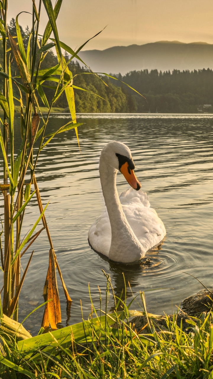 Download mobile wallpaper Birds, Sunset, Bird, Animal, Swan for free.