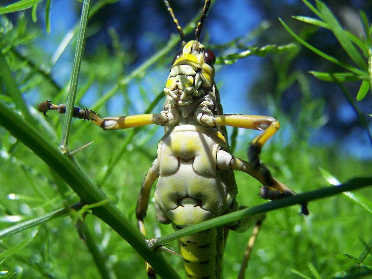 Descarga gratuita de fondo de pantalla para móvil de Animales, Insecto.